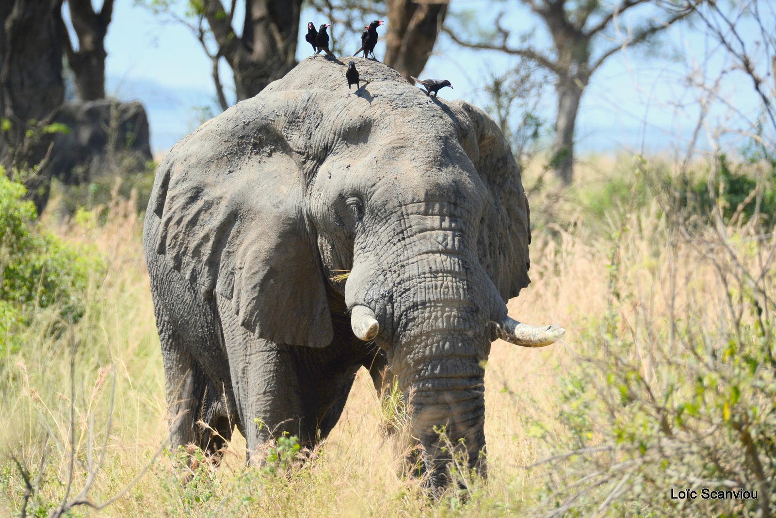 Éléphant de savane d'Afrique/Savanna Elephant (39)