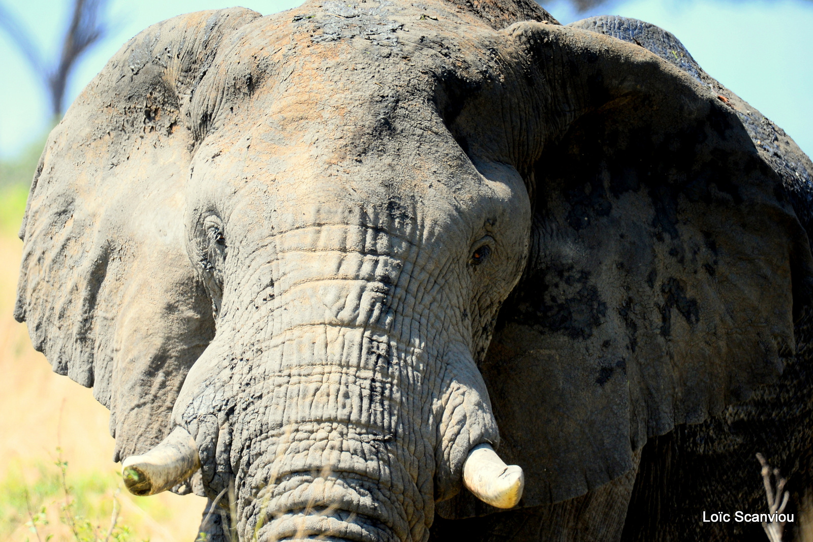 Éléphant de savane d'Afrique/Savanna Elephant (40)