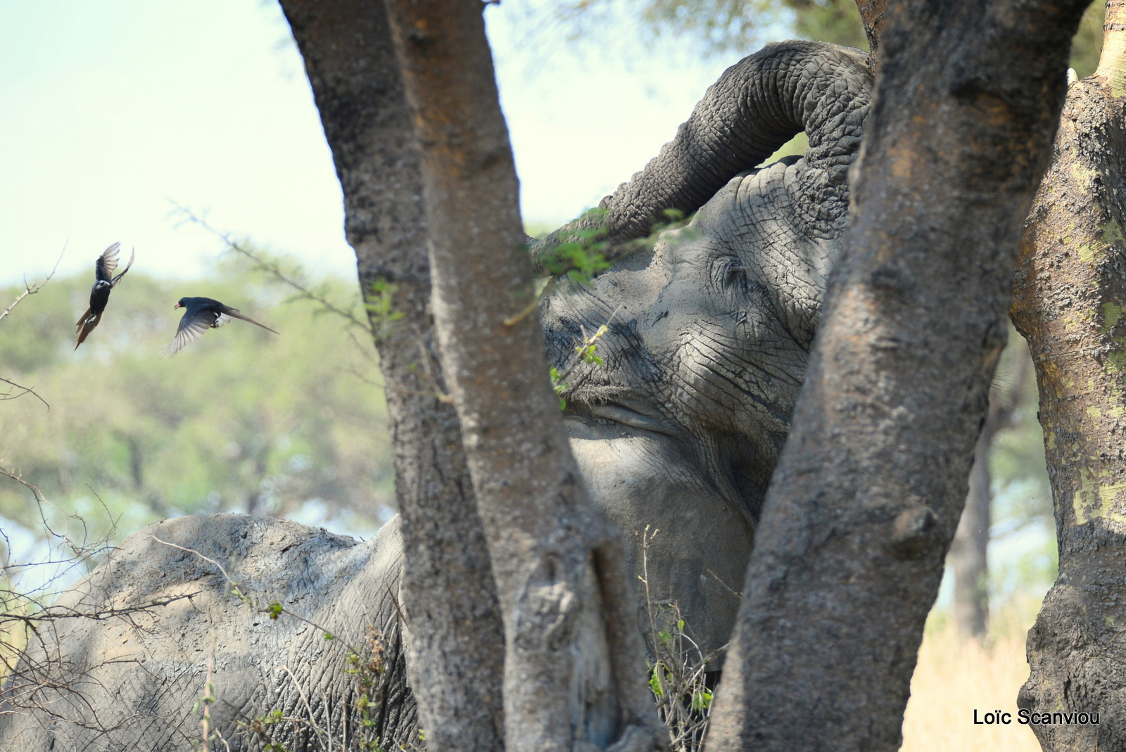 Éléphant de savane d'Afrique/Savanna Elephant (41)