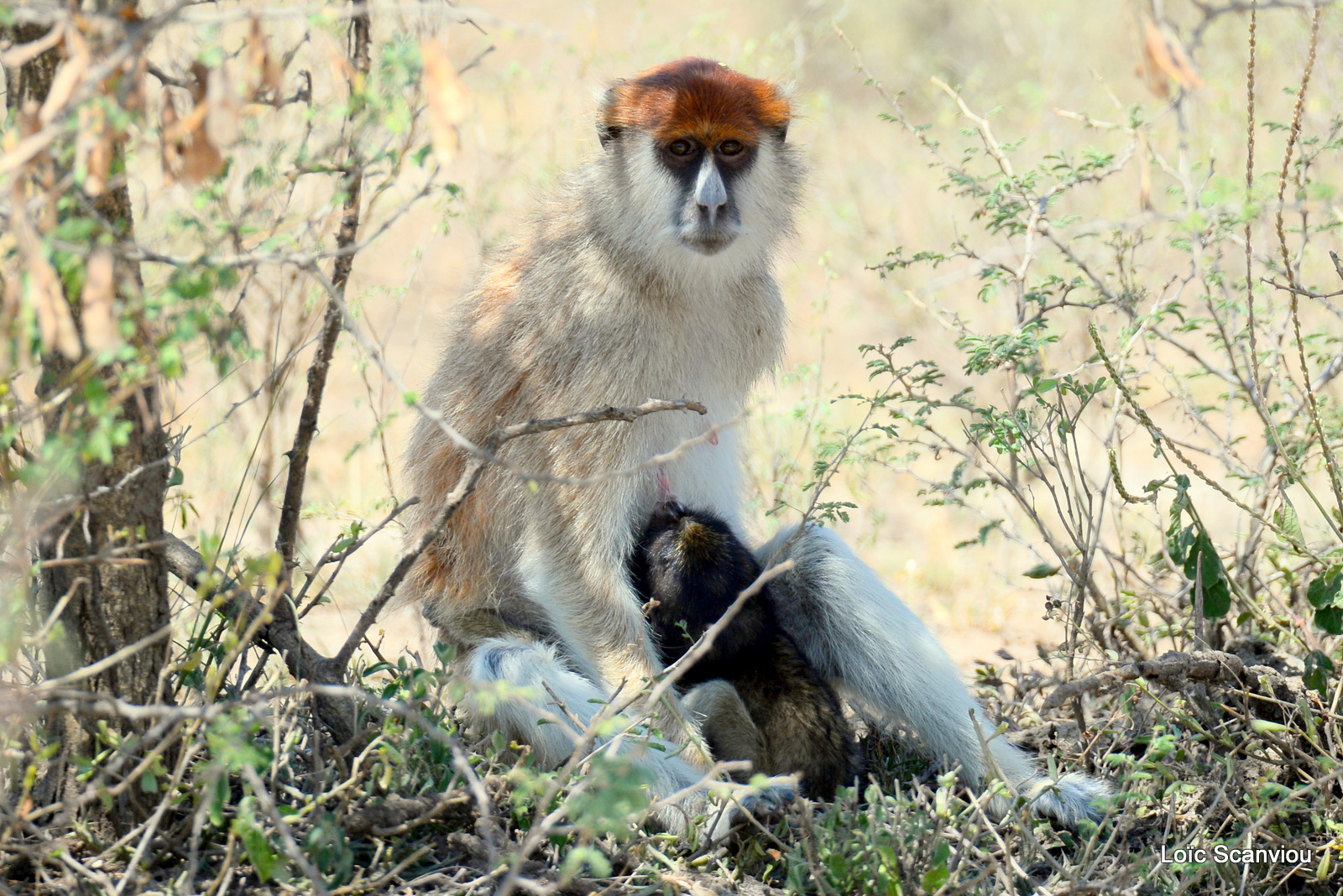 Patas/Patas Monkey (19)