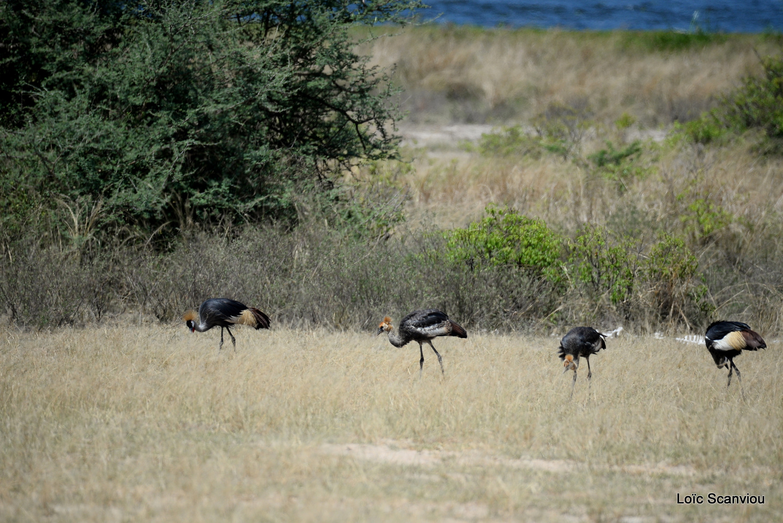 Grue royale/Grey-crowned Crane (4)