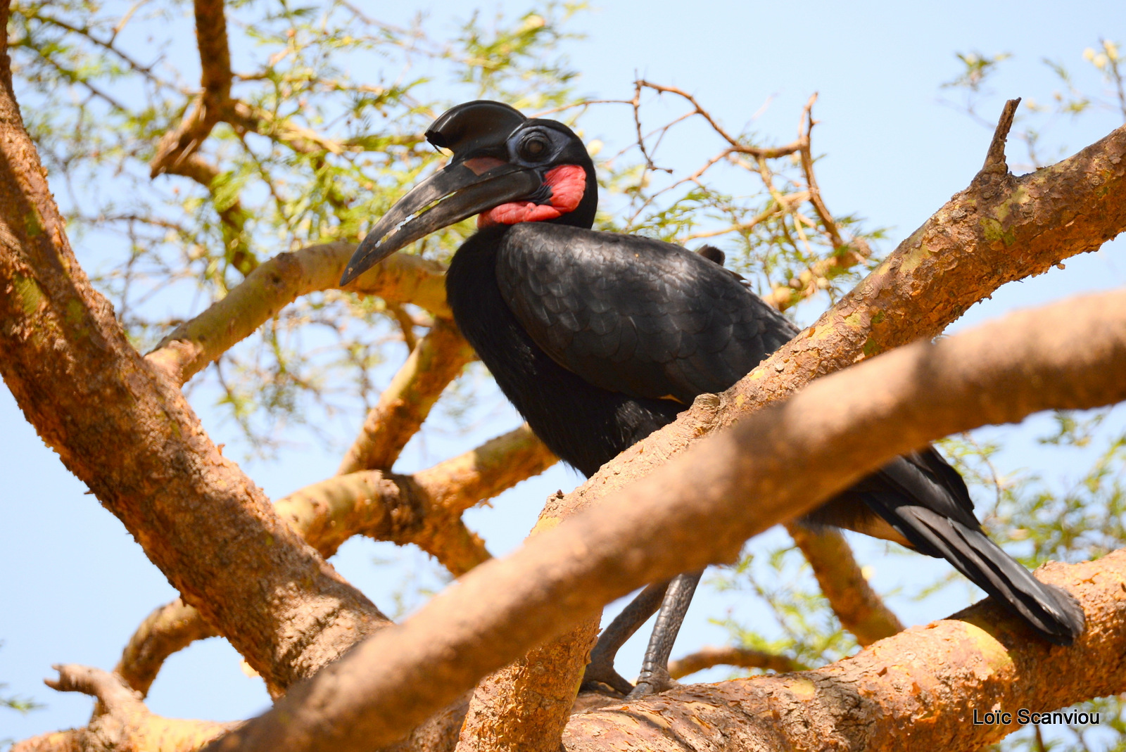 Bucorve d'Abyssinie/Abyssinian Hornbill (10)