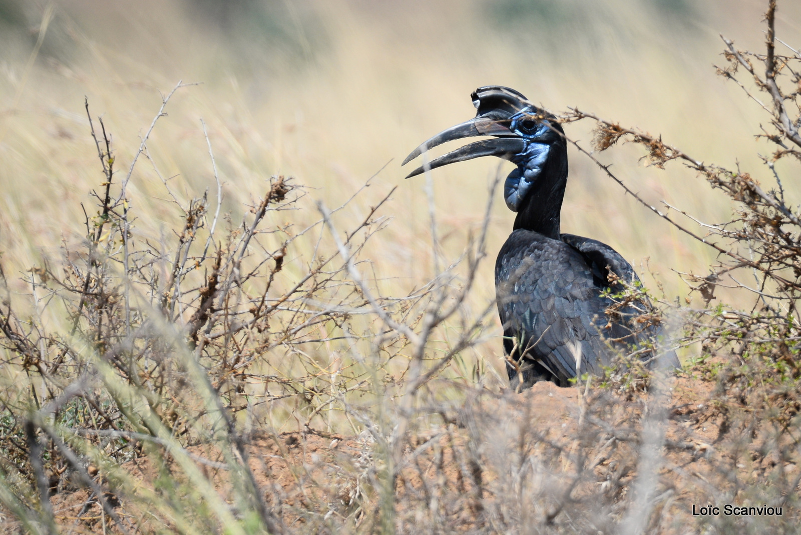 Bucorve d'Abyssinie/Abyssinian Hornbill (11)