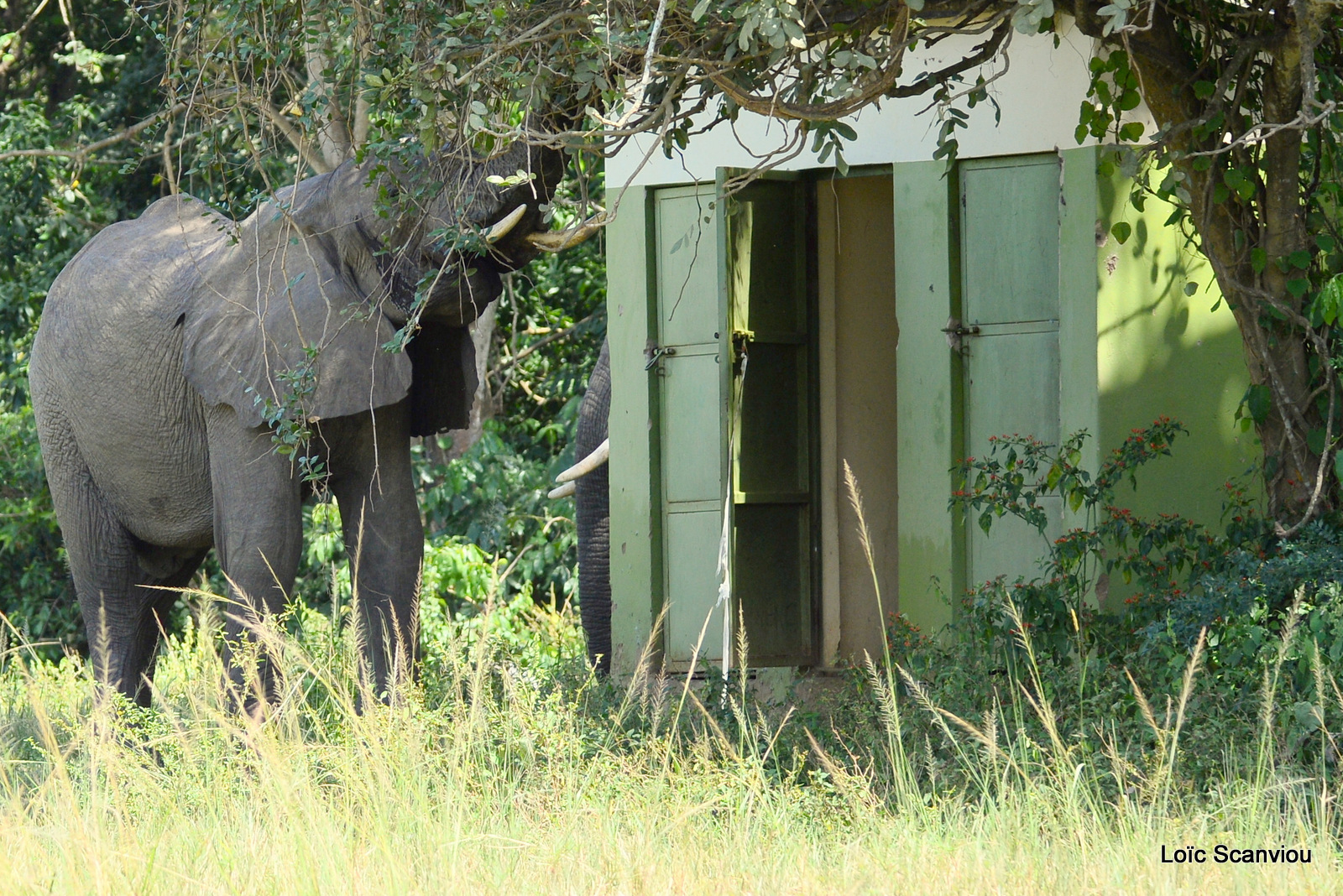 Éléphant de savane d'Afrique/Savanna Elephant (42)