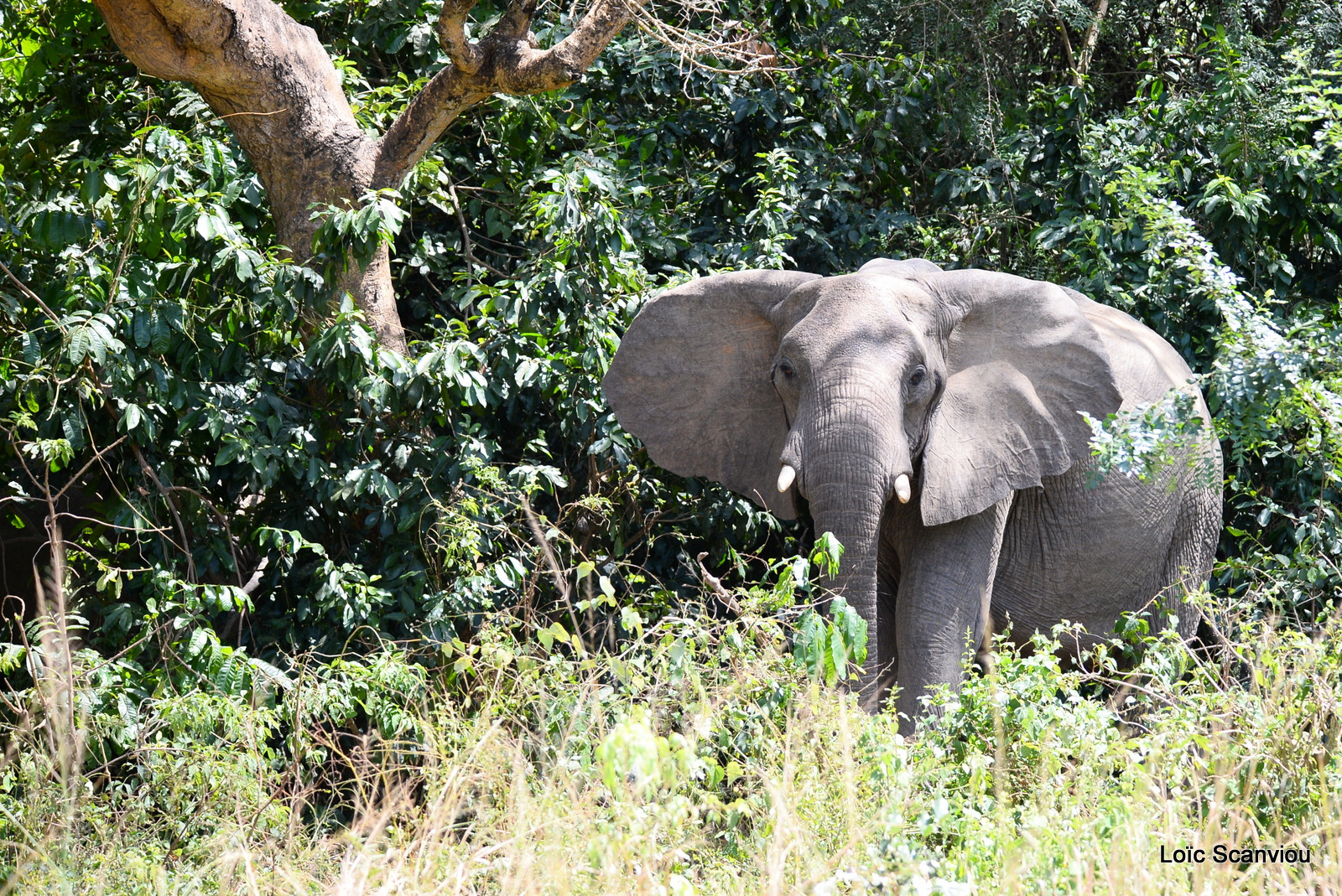 Éléphant de savane d'Afrique/Savanna Elephant (43)
