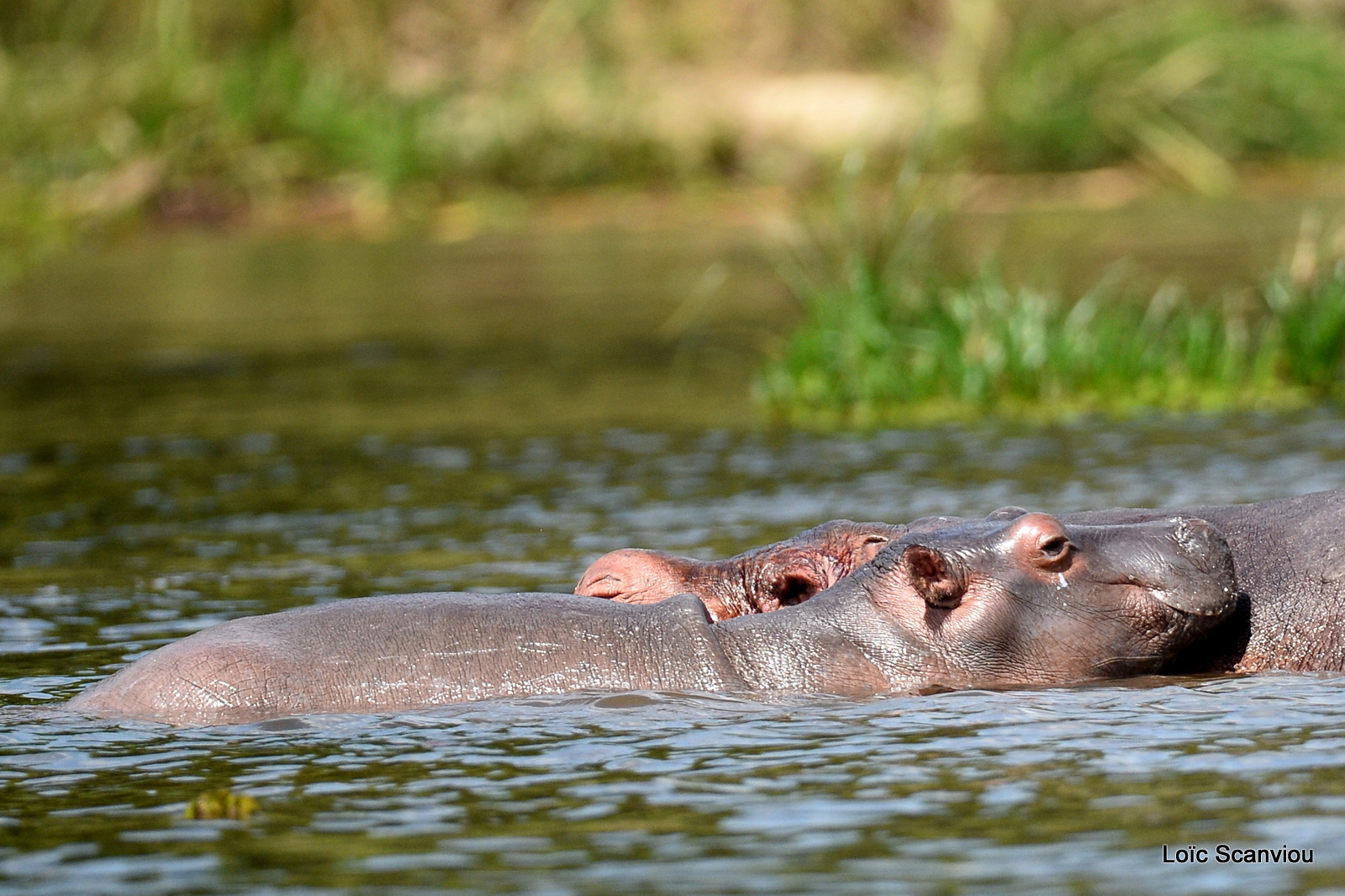 Murchison Falls (324)