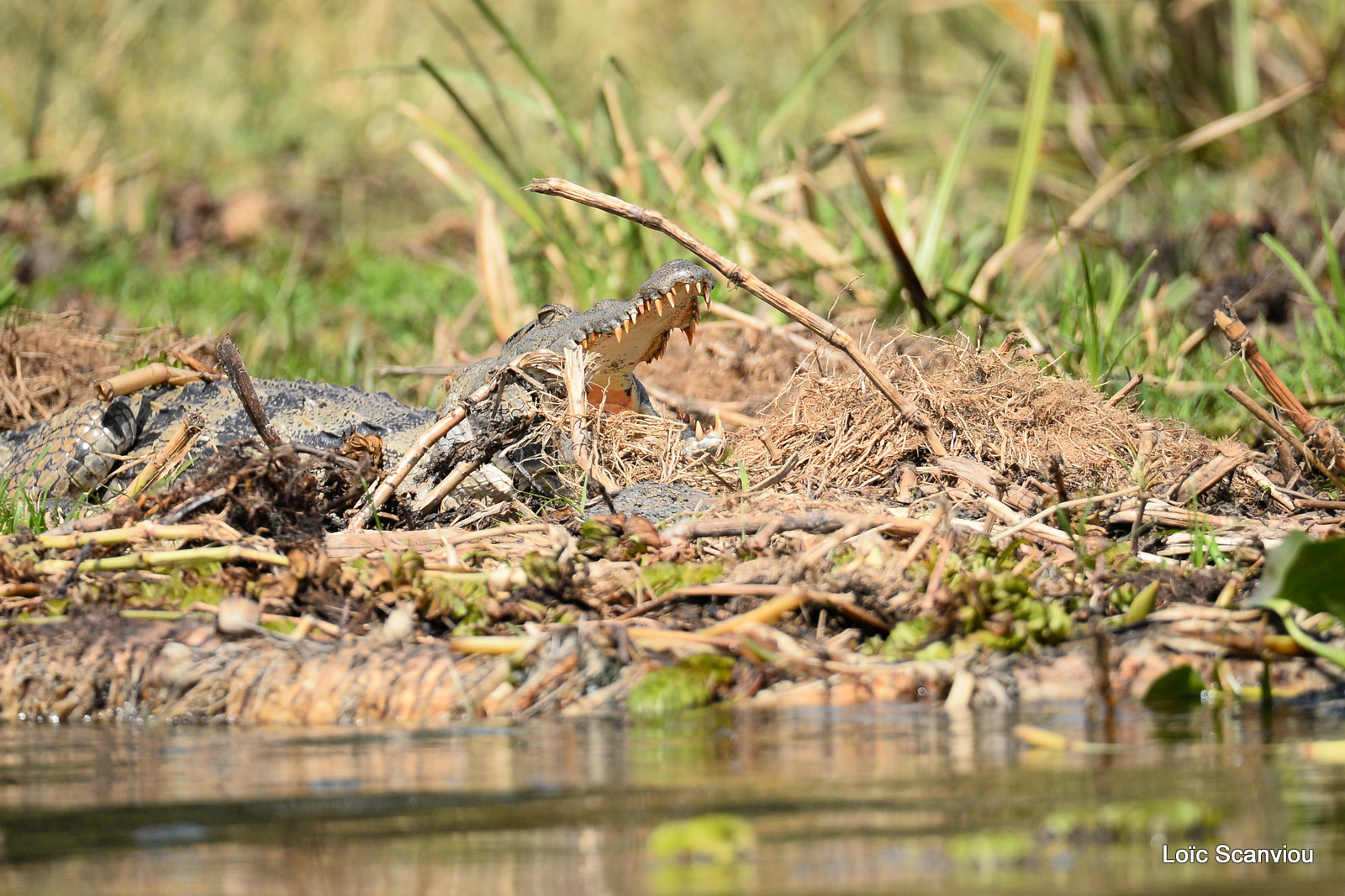 Murchison Falls (326)