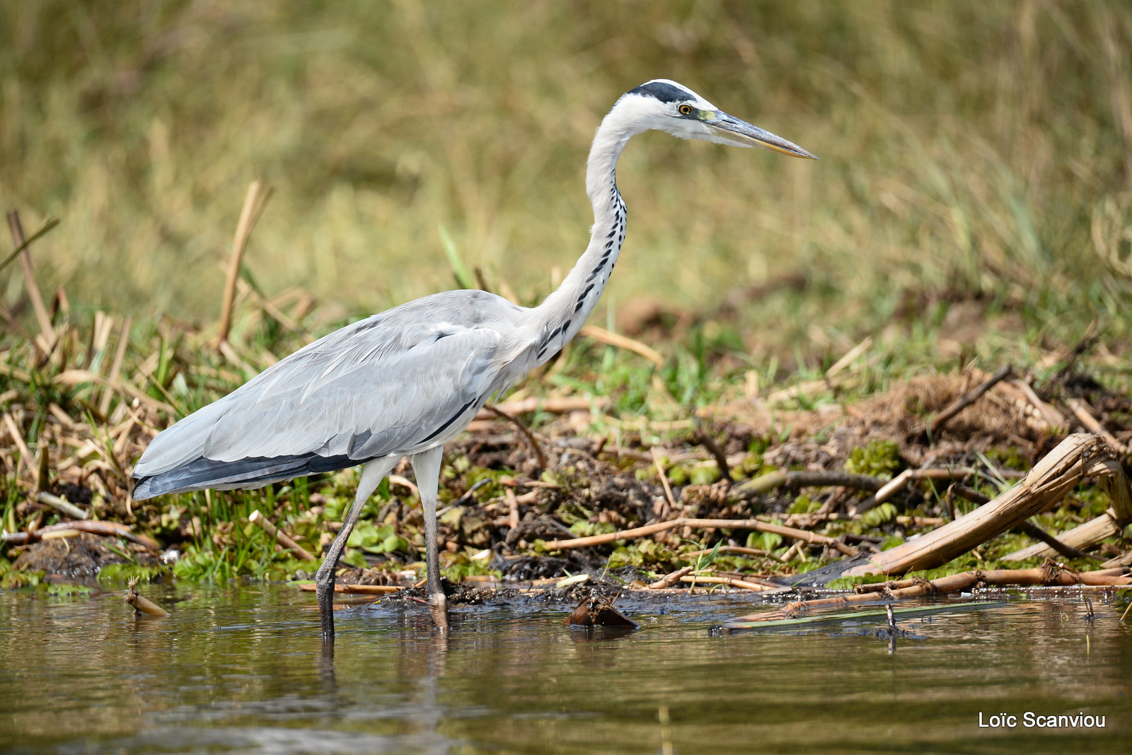 Murchison Falls (327)