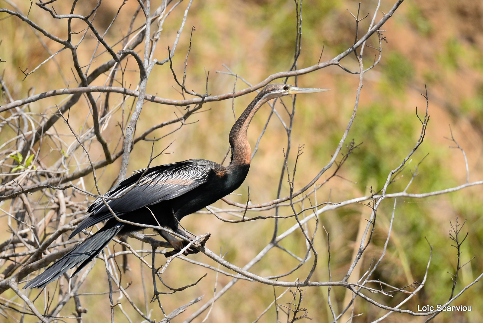 Murchison Falls (328)