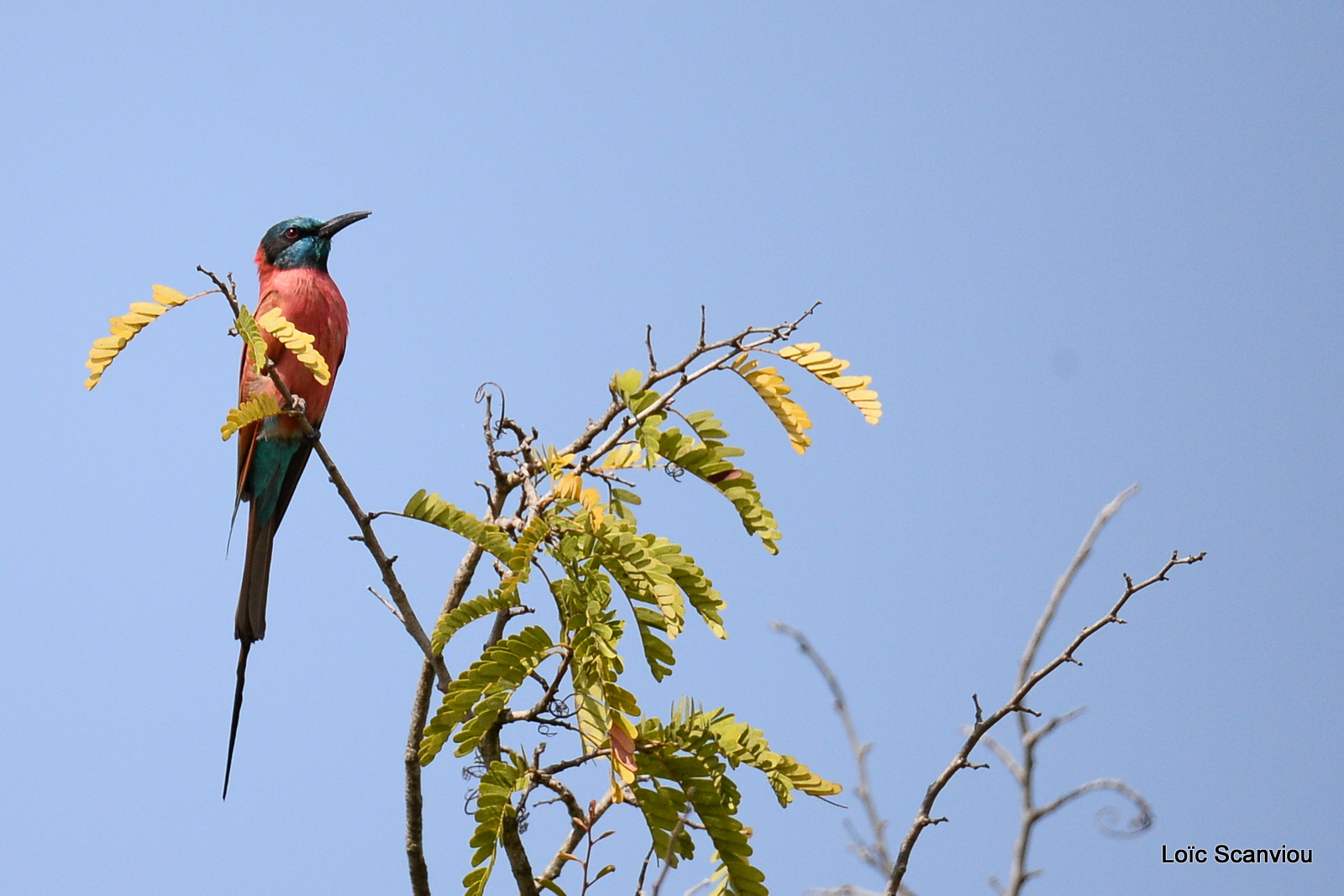 Guêpier écarlate/Northern Carmine Bee-eater (6)