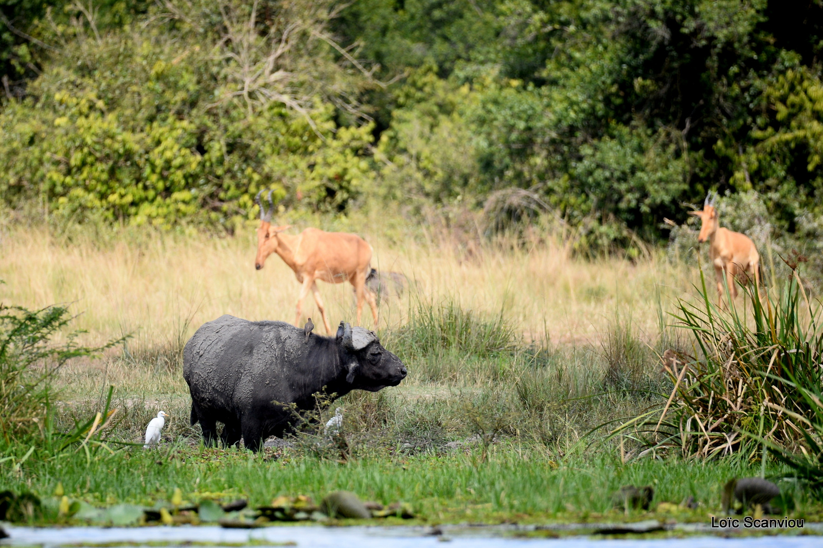 Buffle d'Afrique/Cape Buffalo (12)