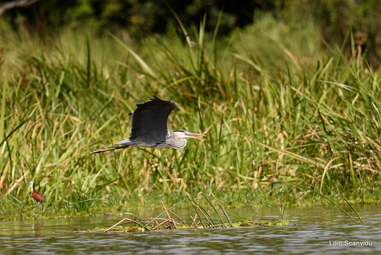 Murchison Falls (334)