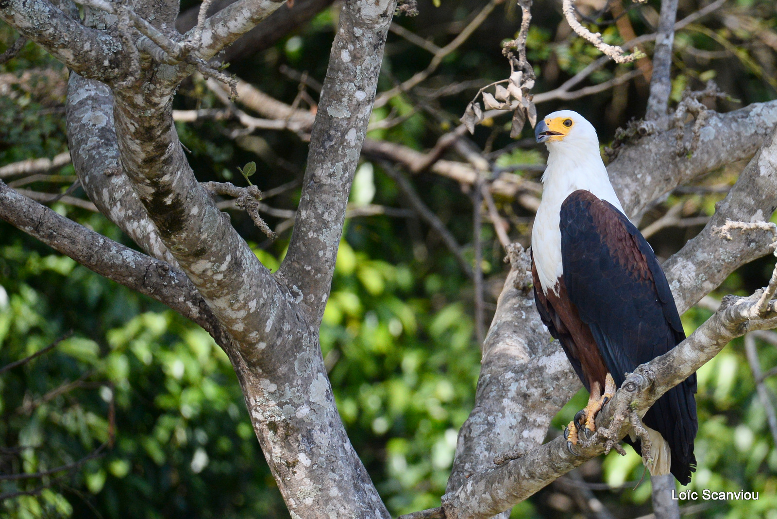 Aigle vocifère/African Fish Eagle (6)