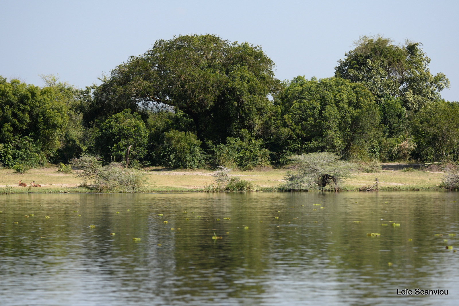 Nil Victoria/Victoria Nile (17)
