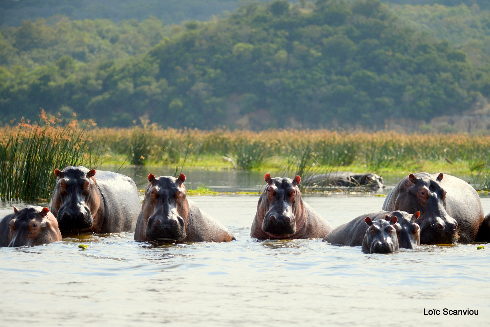 Murchison Falls (353)