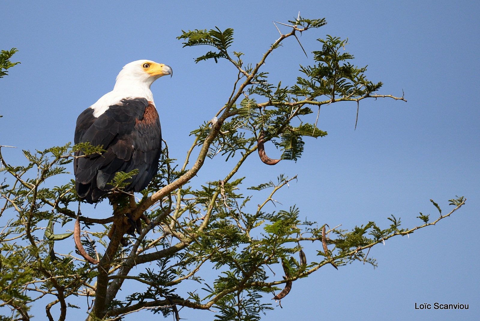 Aigle vocifère/African Fish Eagle (7)