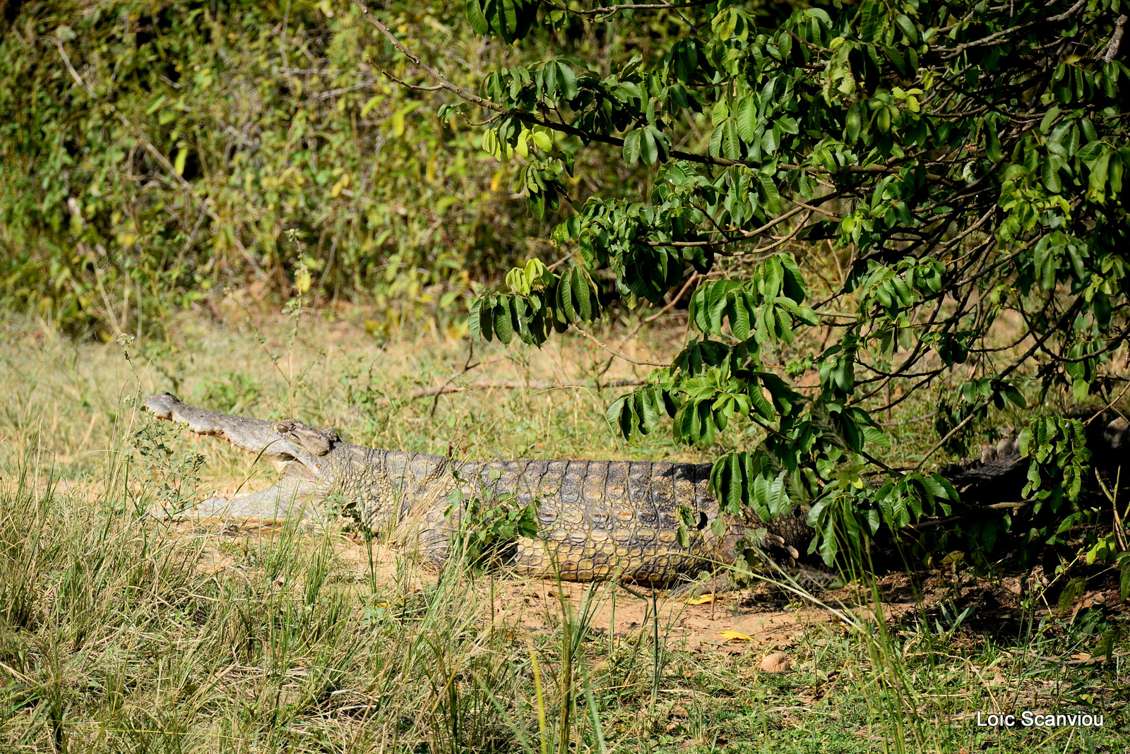 Murchison Falls (356)
