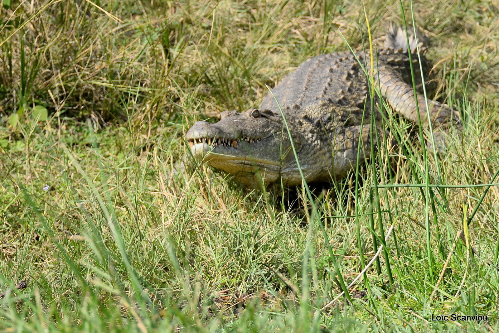 Murchison Falls (357)