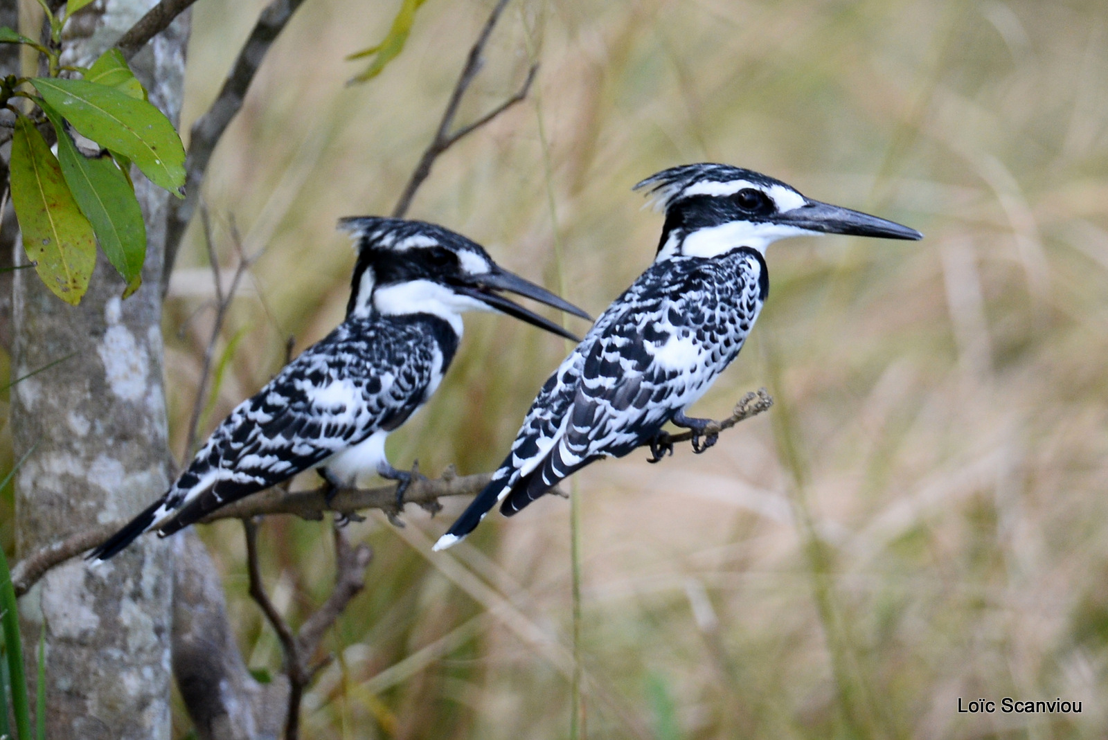 Martin-pêcheur pie/Pied Kingfisher (2)