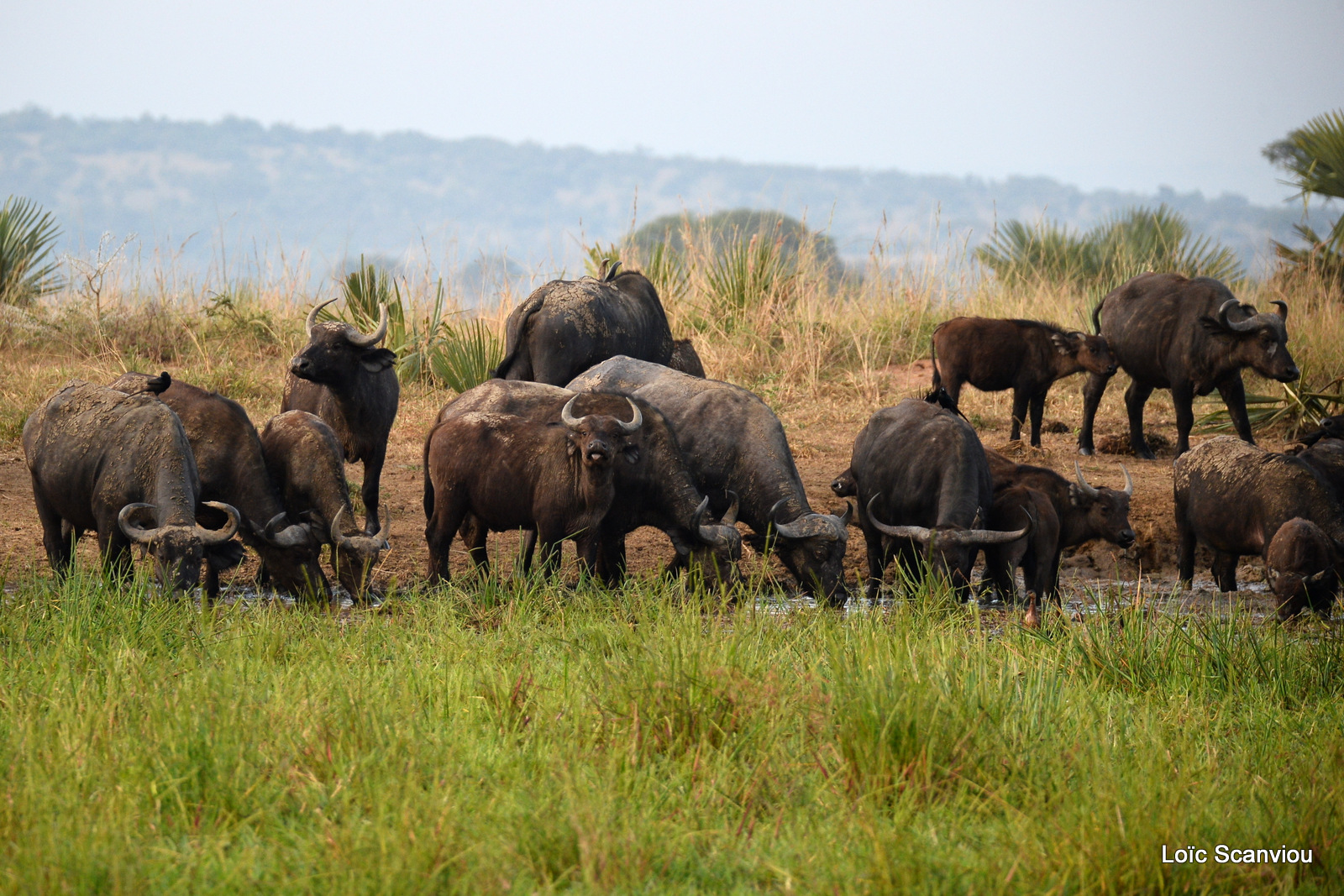 Murchison Falls (372)