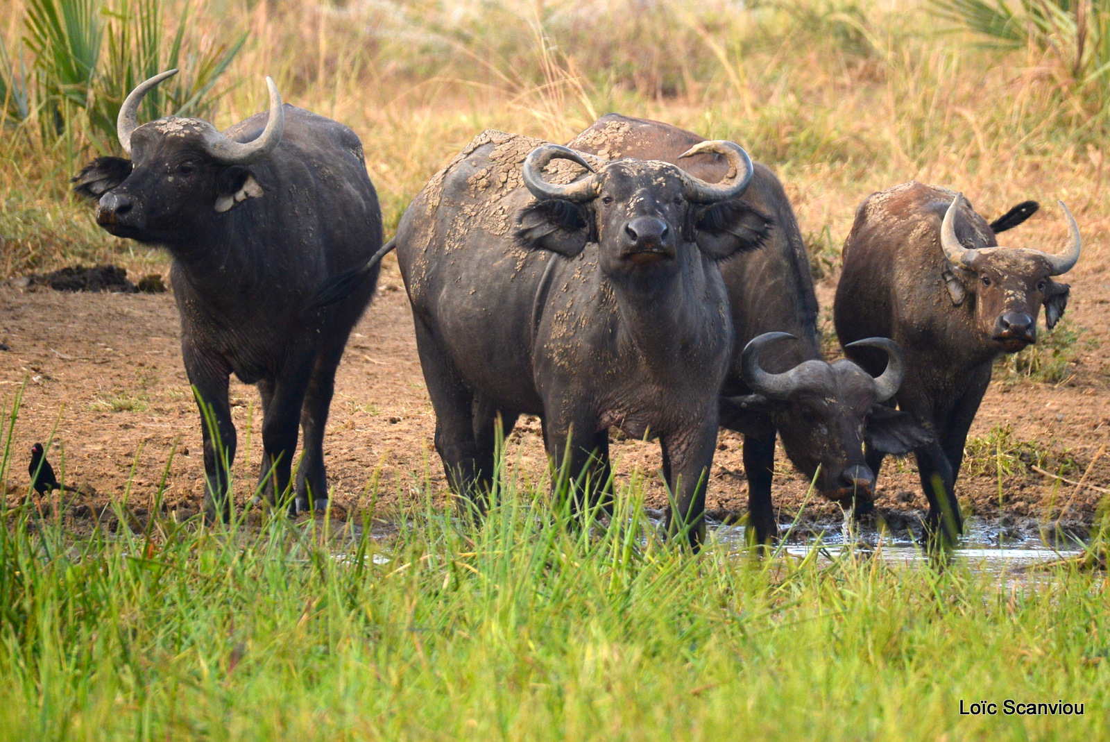 Murchison Falls (373)