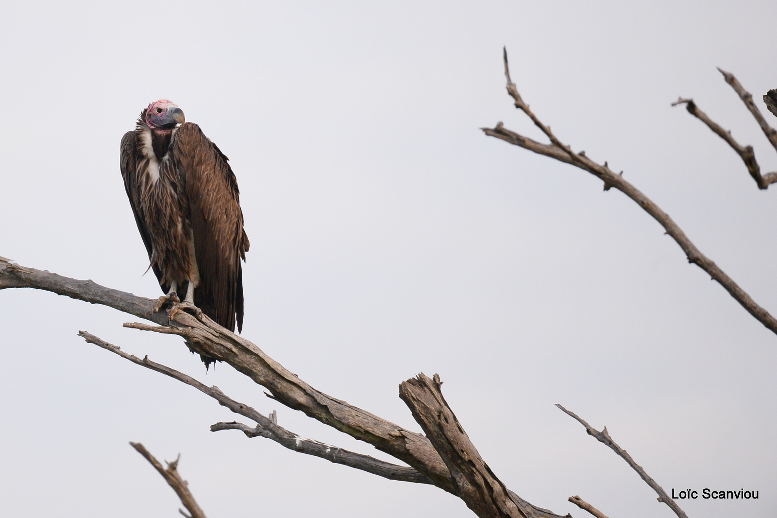 Murchison Falls (374)