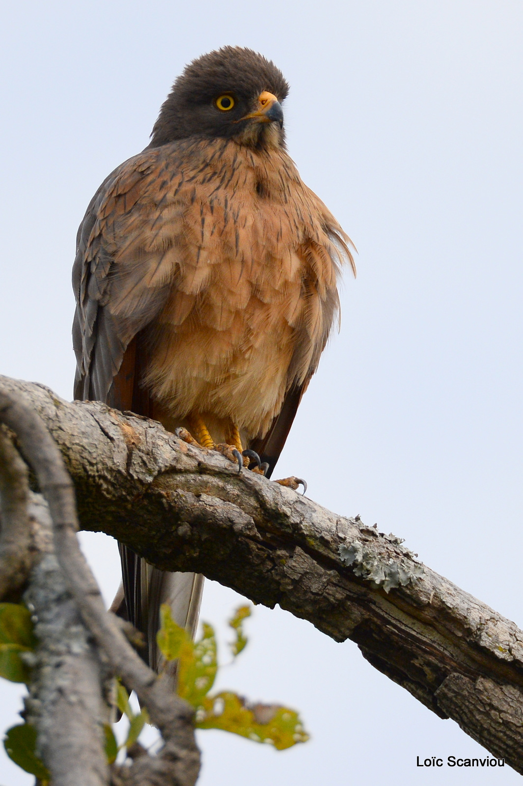 Murchison Falls (375)