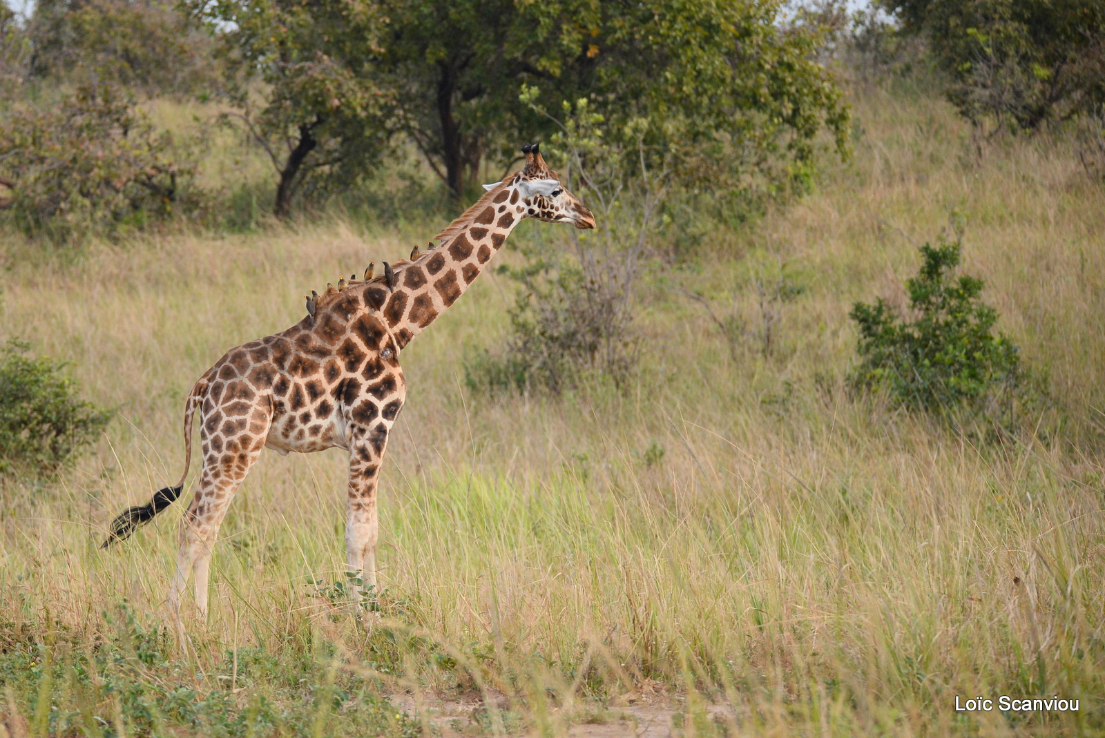 Girafe de Rothschild/Rothschild's Giraffe (20)