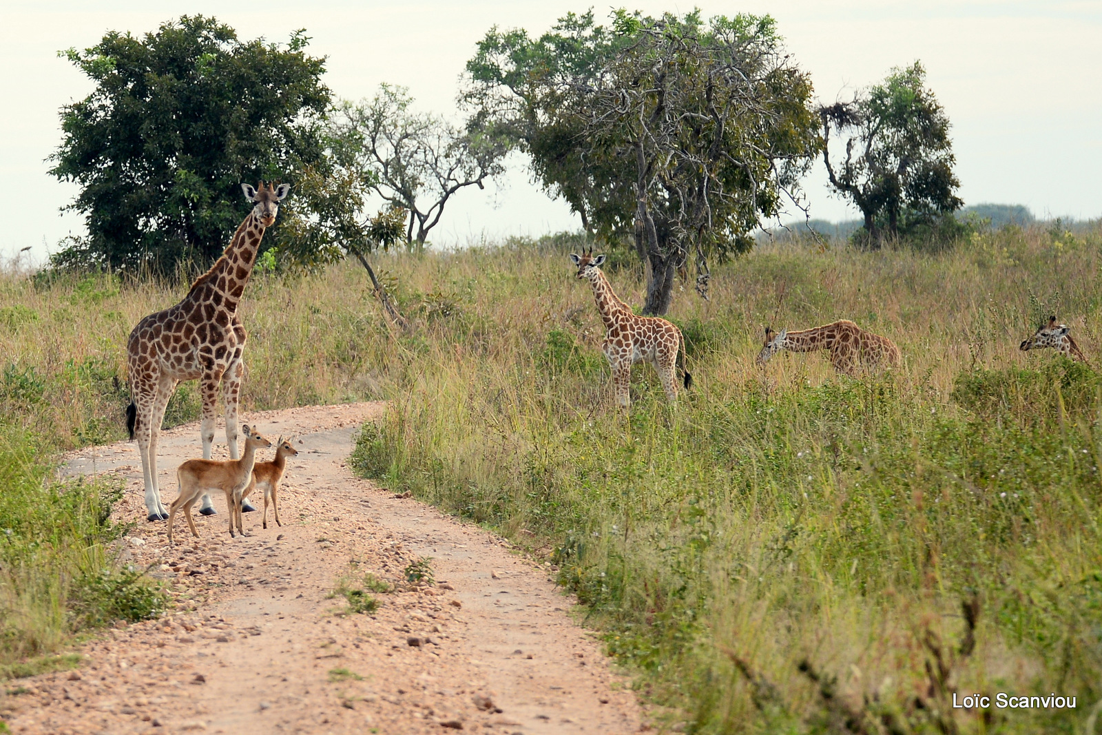 Girafe de Rothschild et cobe de l'Ouganda (1)