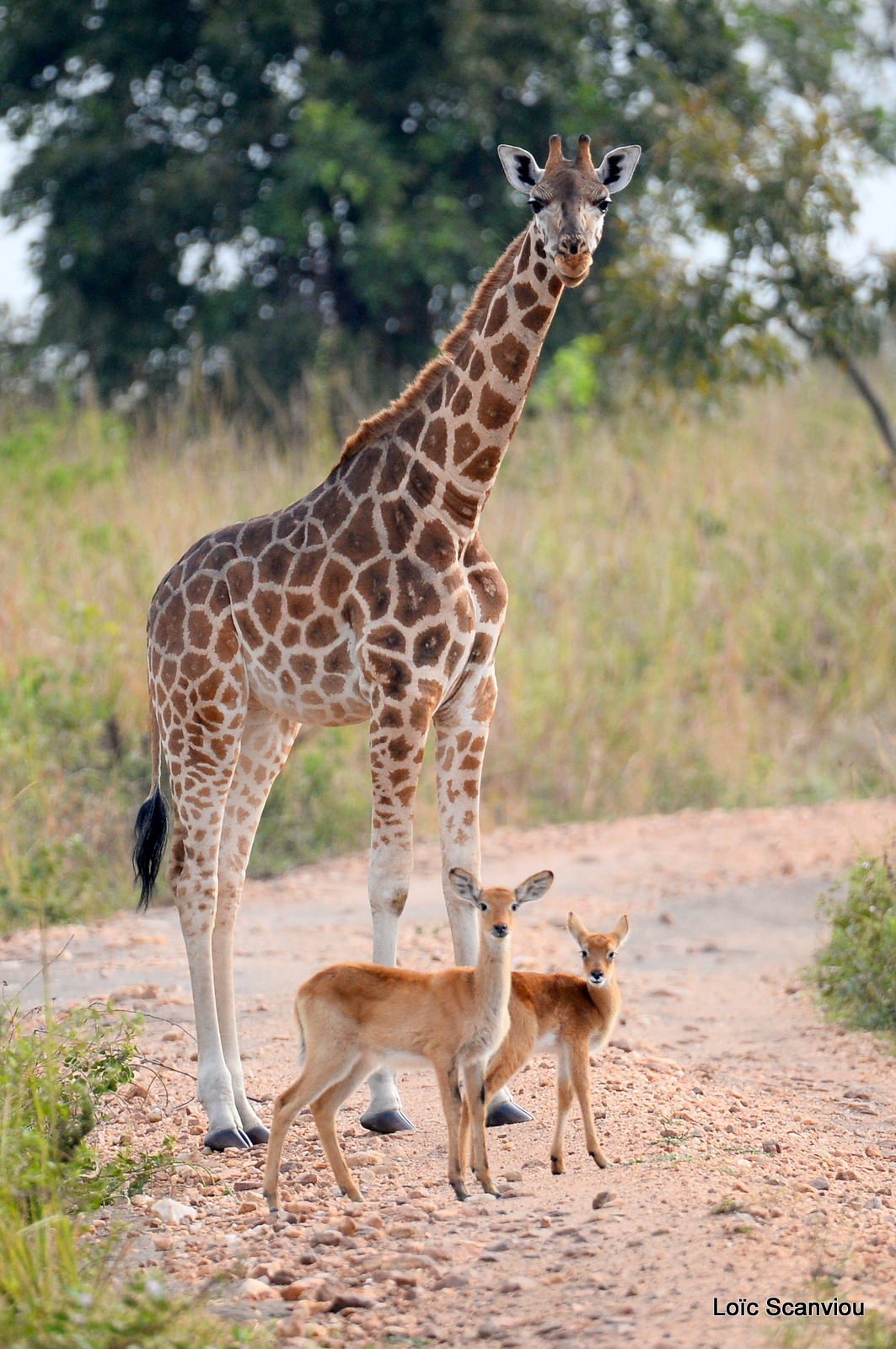 Girafe de Rothschild et cobe de l'Ouganda (2)