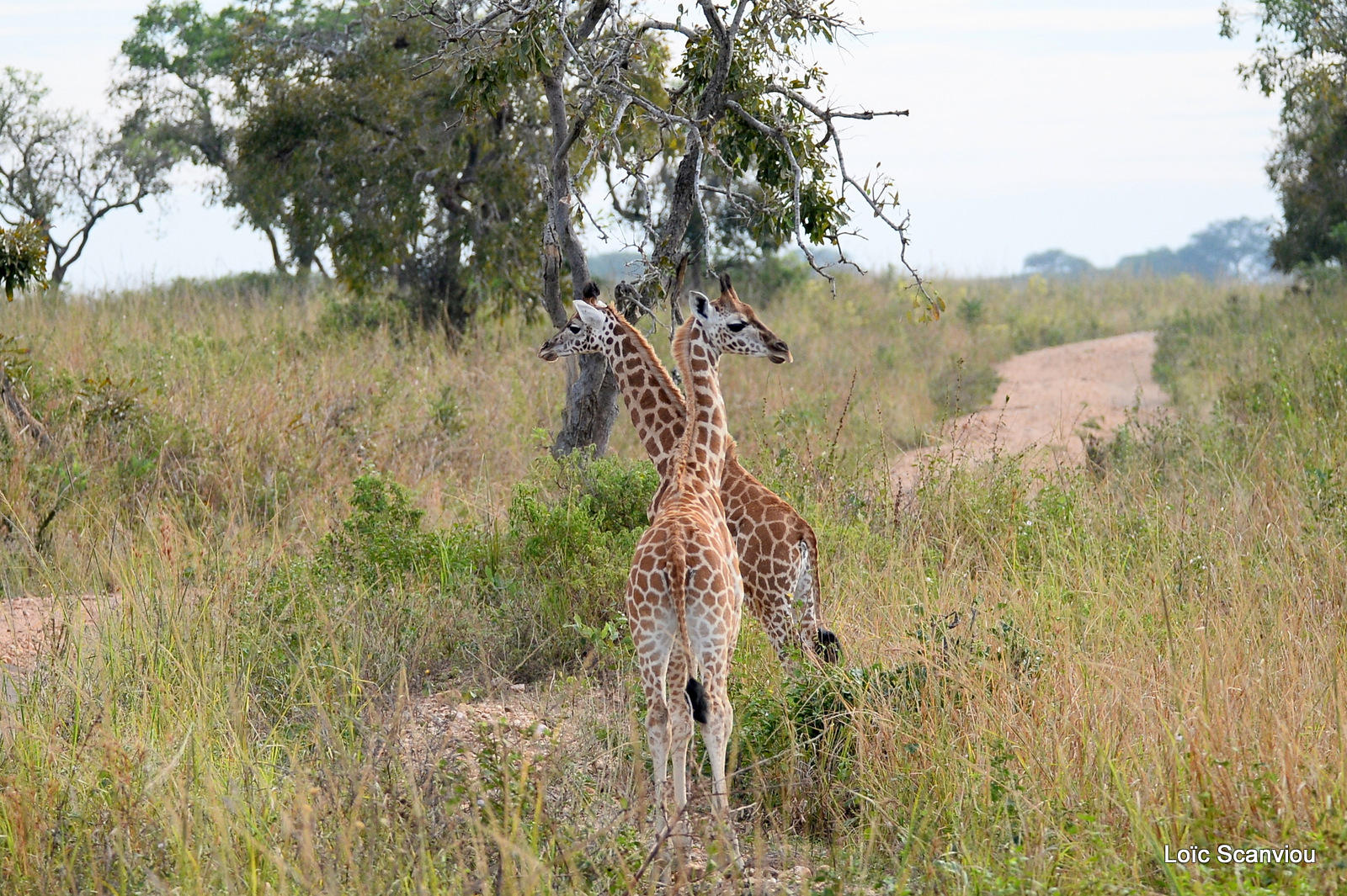 Girafe de Rothschild/Rothschild's Giraffe (22)