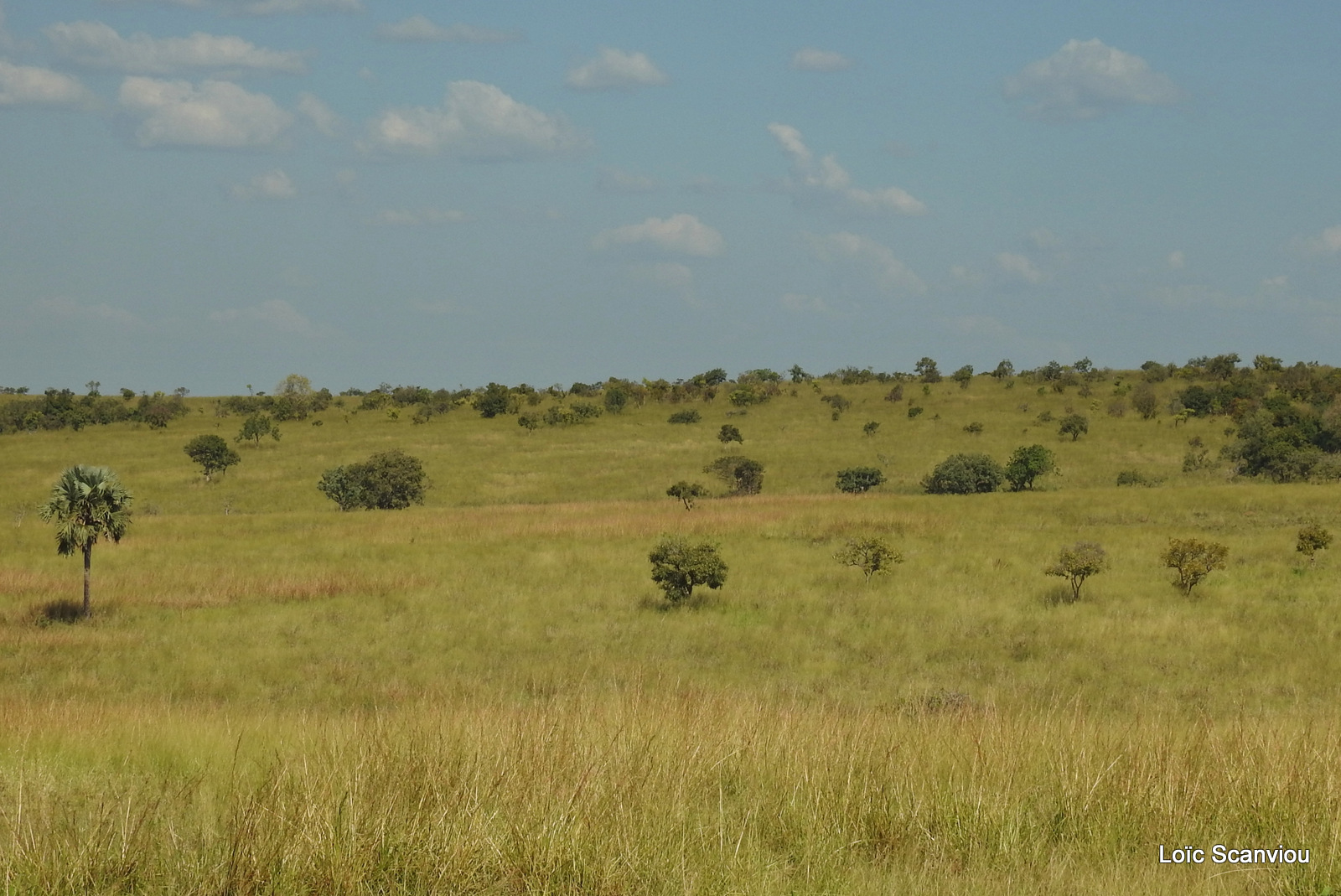 Murchison Falls (382)