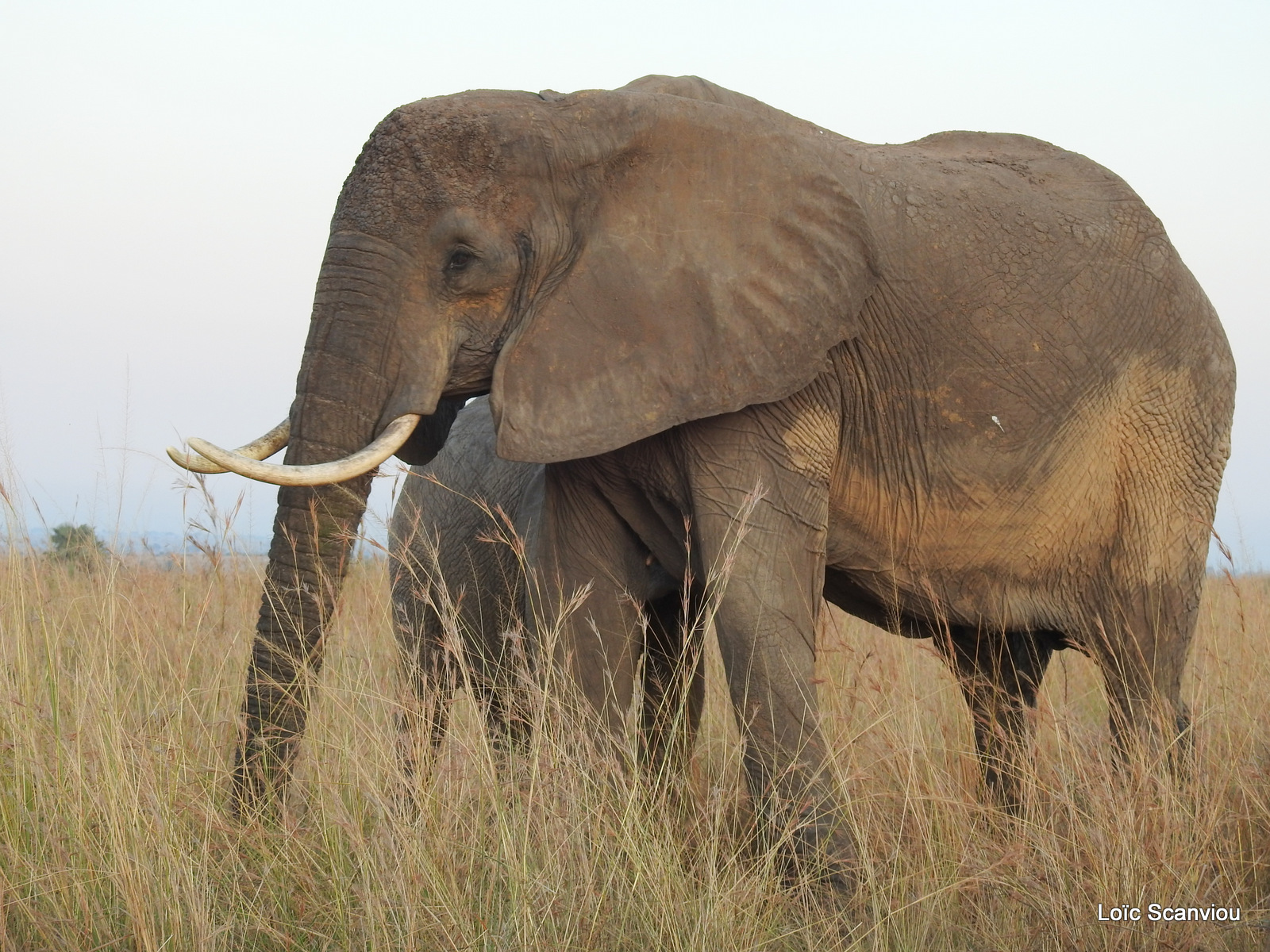 Éléphant de savane d'Afrique/Savanna Elephant (49)