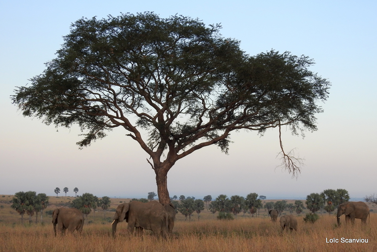 Murchison Falls (385)