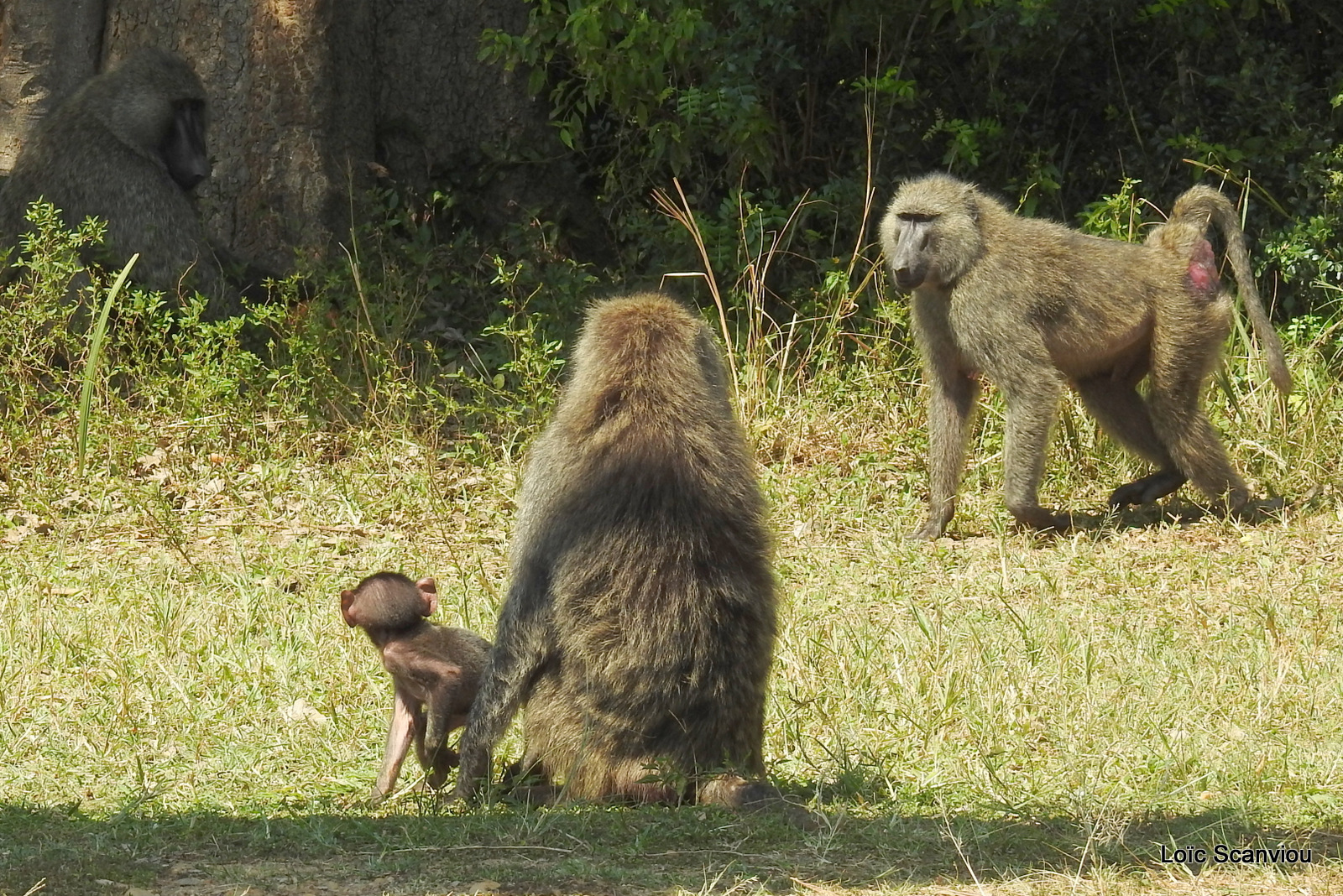 Babouin olive/Olive Baboon (2)