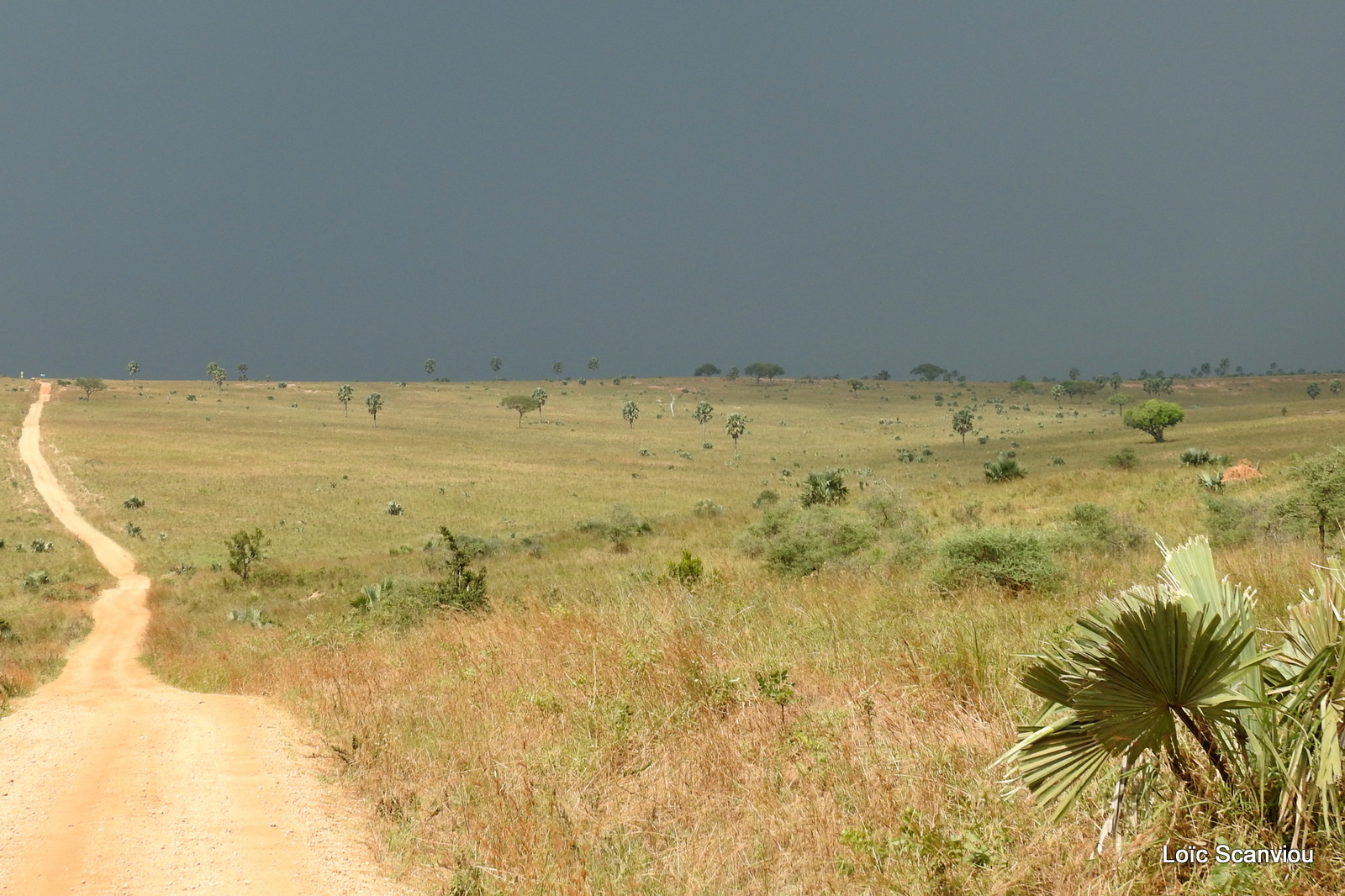 Murchison Falls (390)