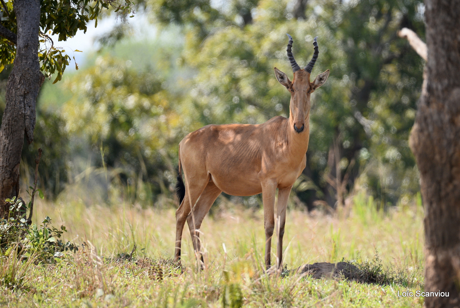 Bubale de Jacson/Jackson's Hartebeest (1)