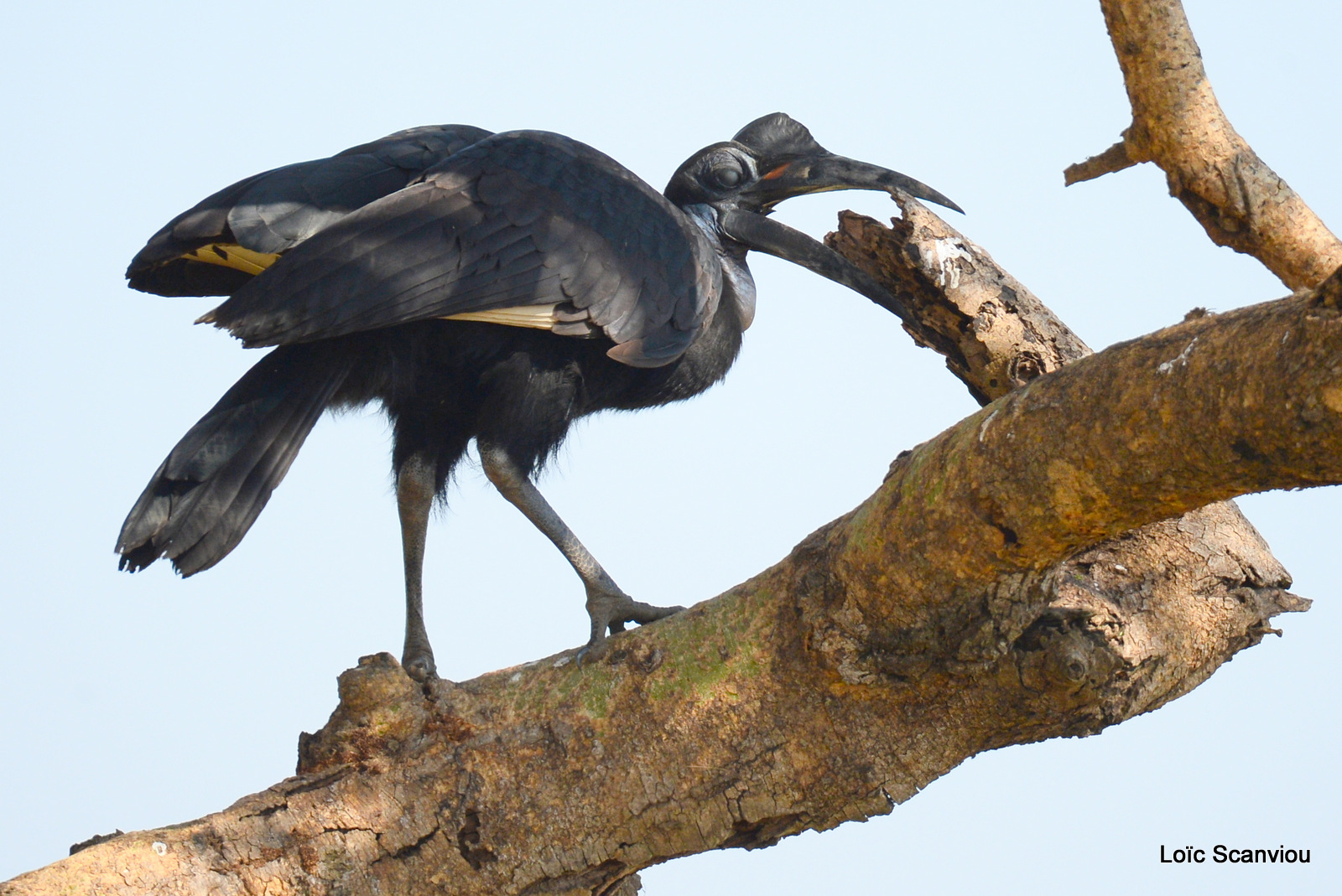 Bucorve d'Abyssinie/Abyssinian Hornbill (3)