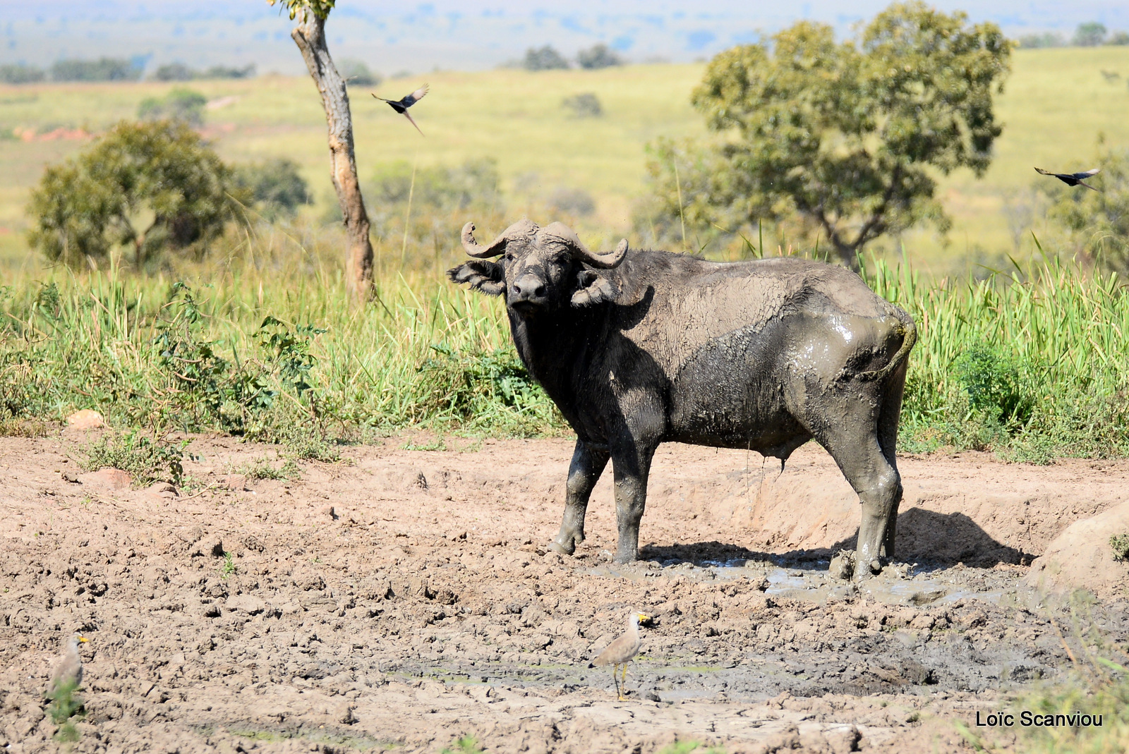 Buffle d'Afrique/Cape Buffalo (1)