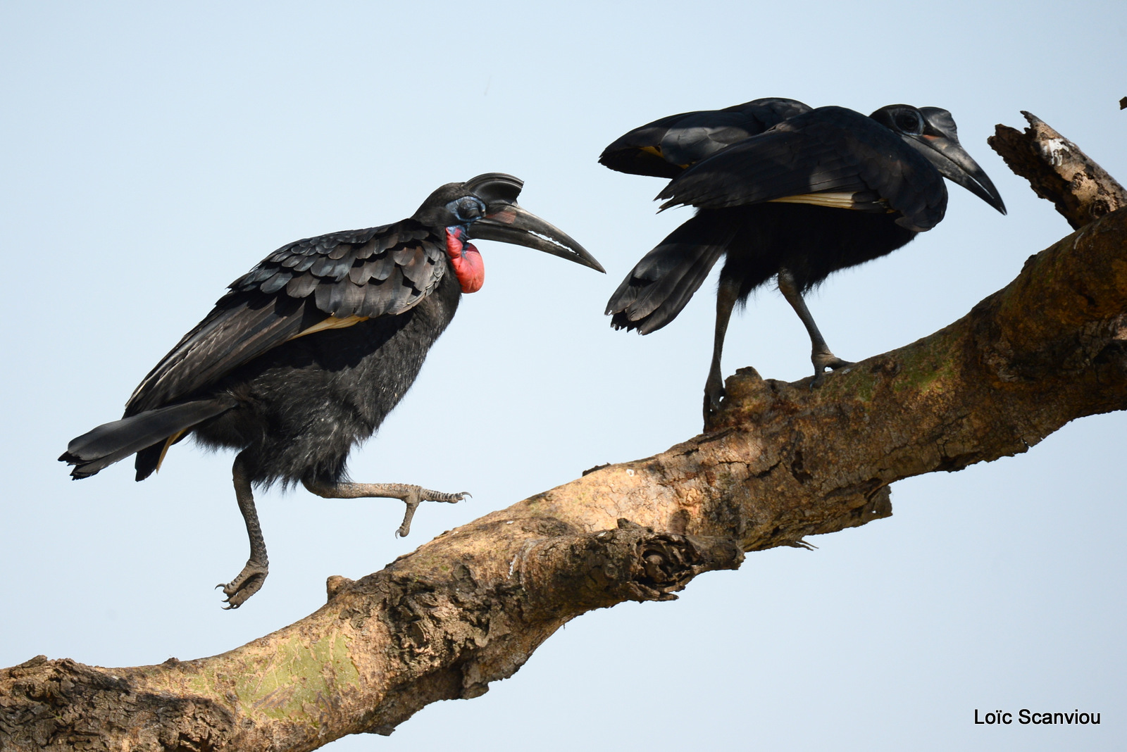 Bucorve d'Abyssinie/Abyssinian Hornbill (4)