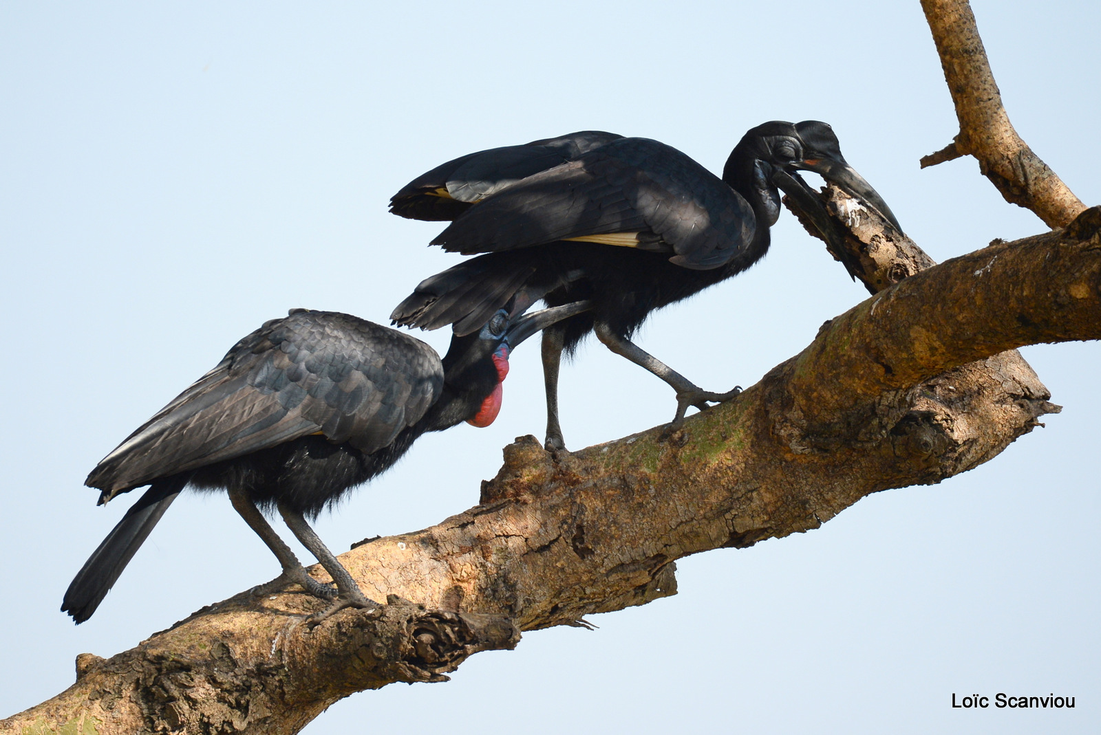 Bucorve d'Abyssinie/Abyssinian Hornbill (5)