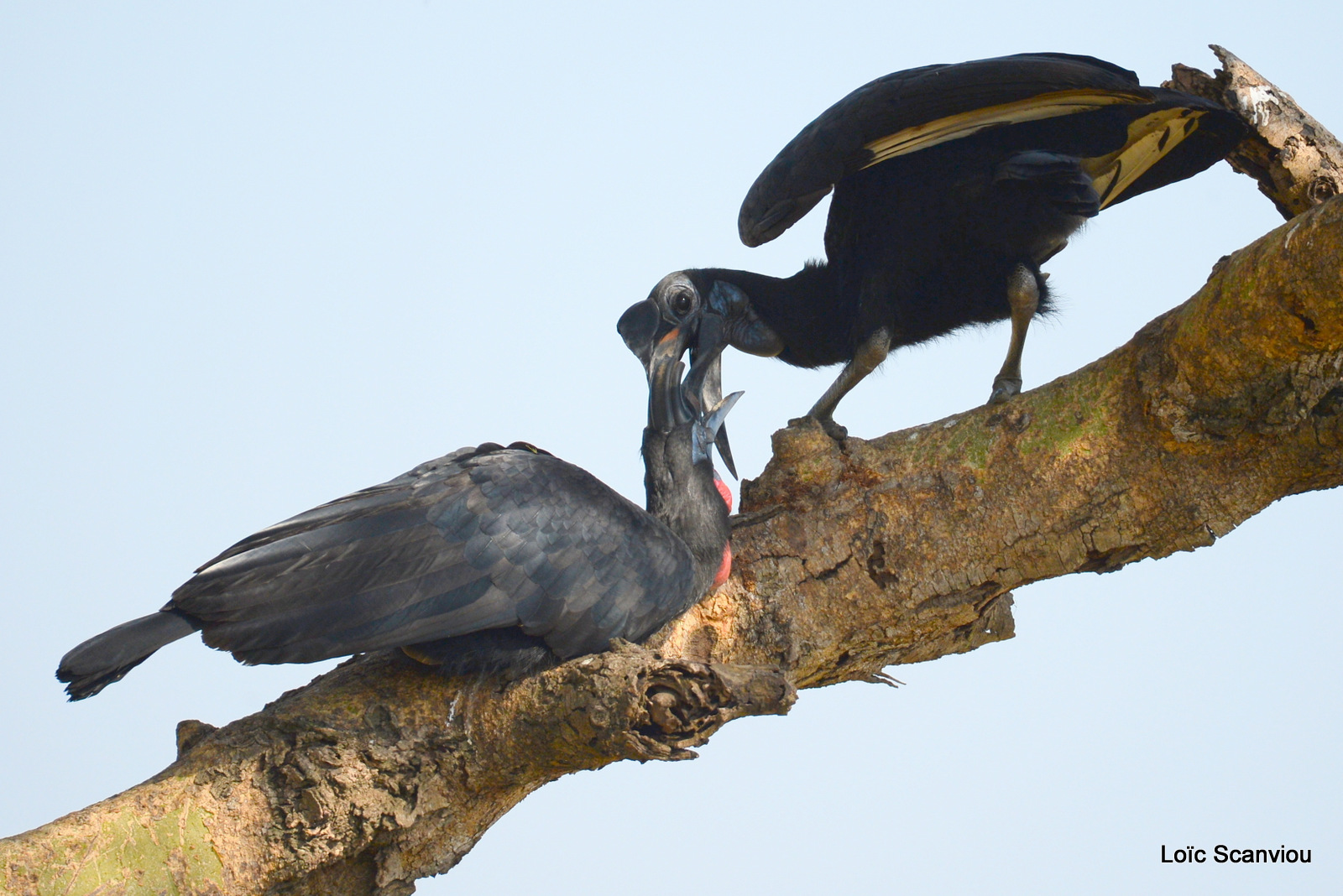 Bucorve d'Abyssinie/Abyssinian Hornbill (6)