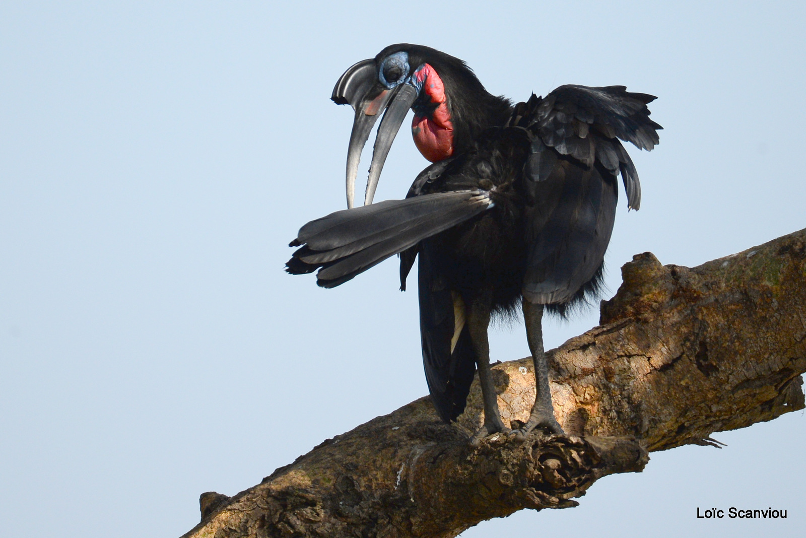Bucorve d'Abyssinie/Abyssinian Hornbill (7)