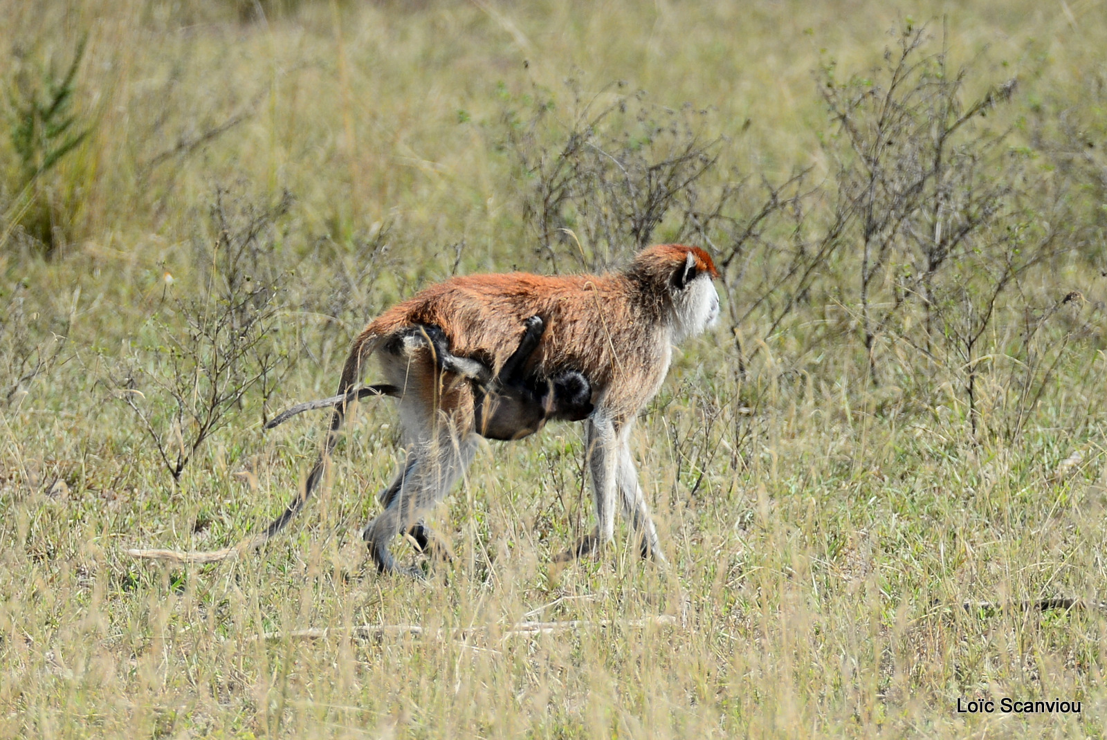 Patas/Patas Monkey (1)