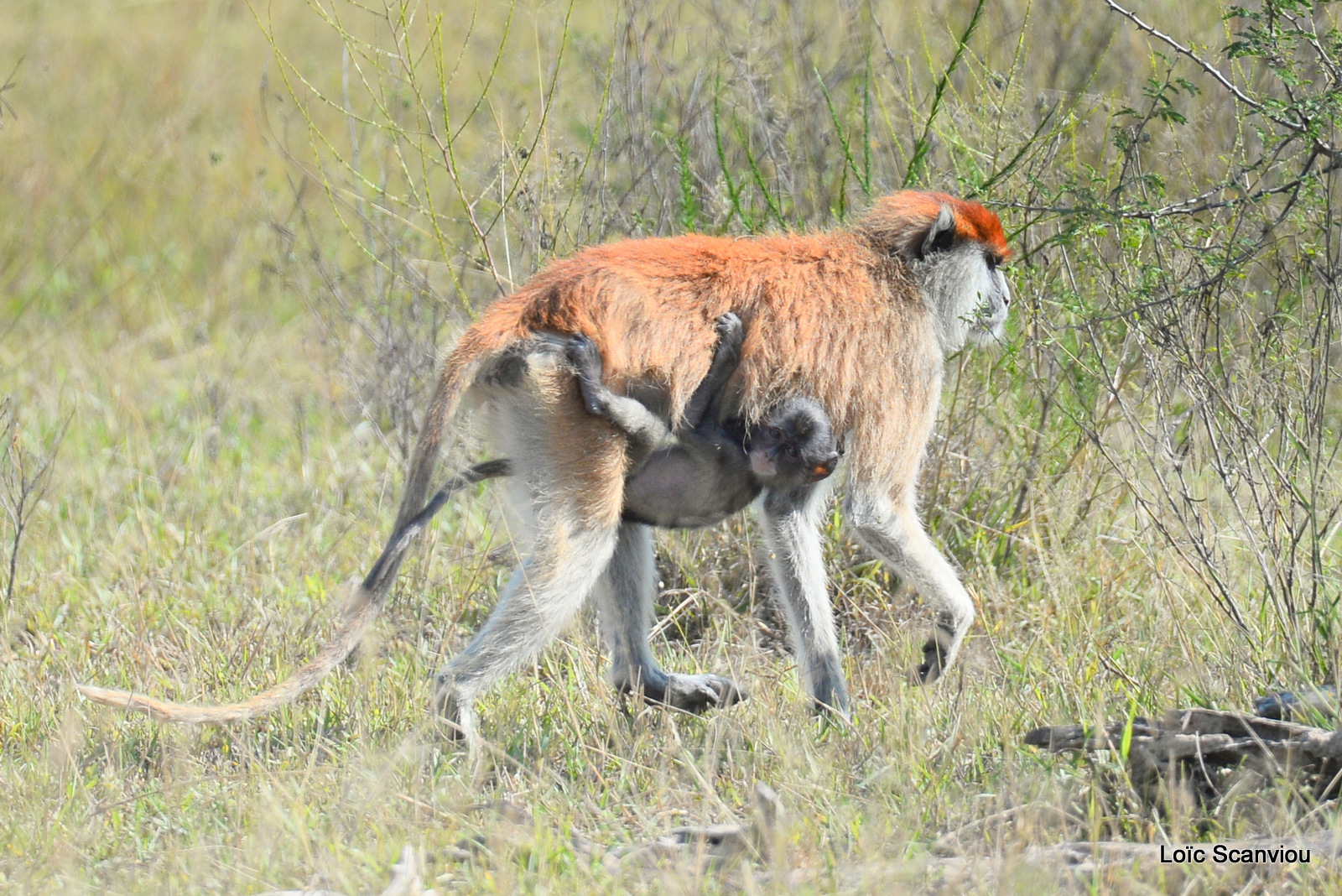 Patas/Patas Monkey (2)