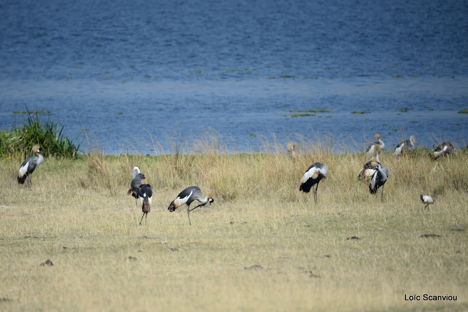 Murchison Falls (56)