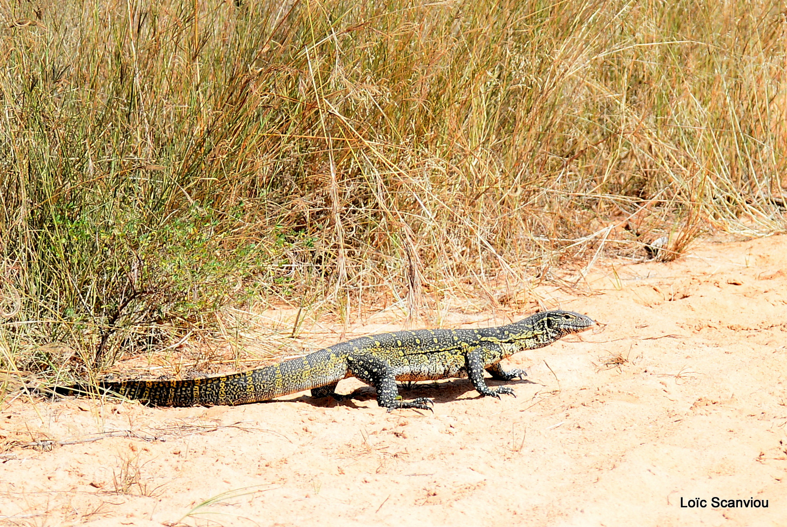 Murchison Falls (59)