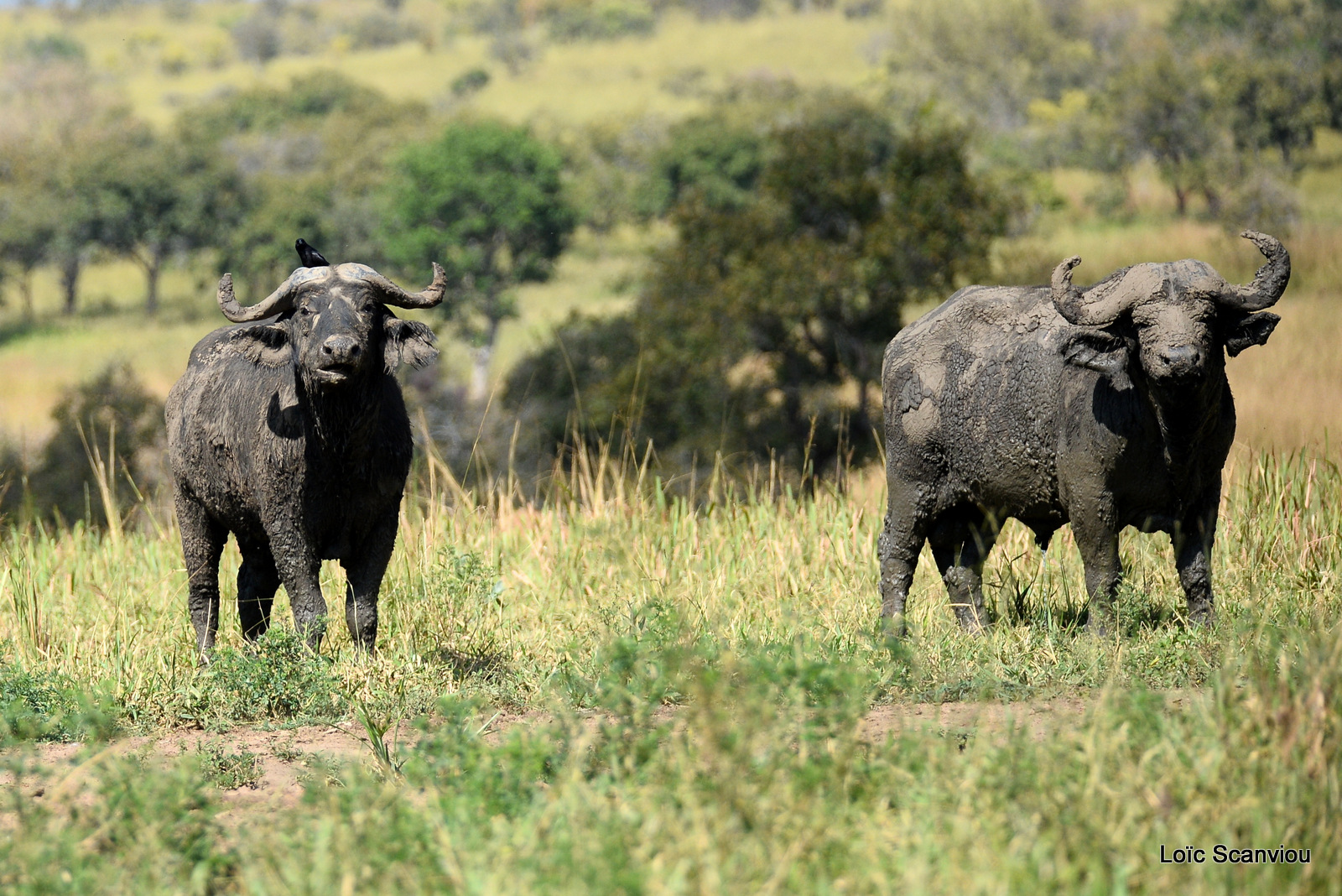 Buffle d'Afrique/Cape Buffalo (2)