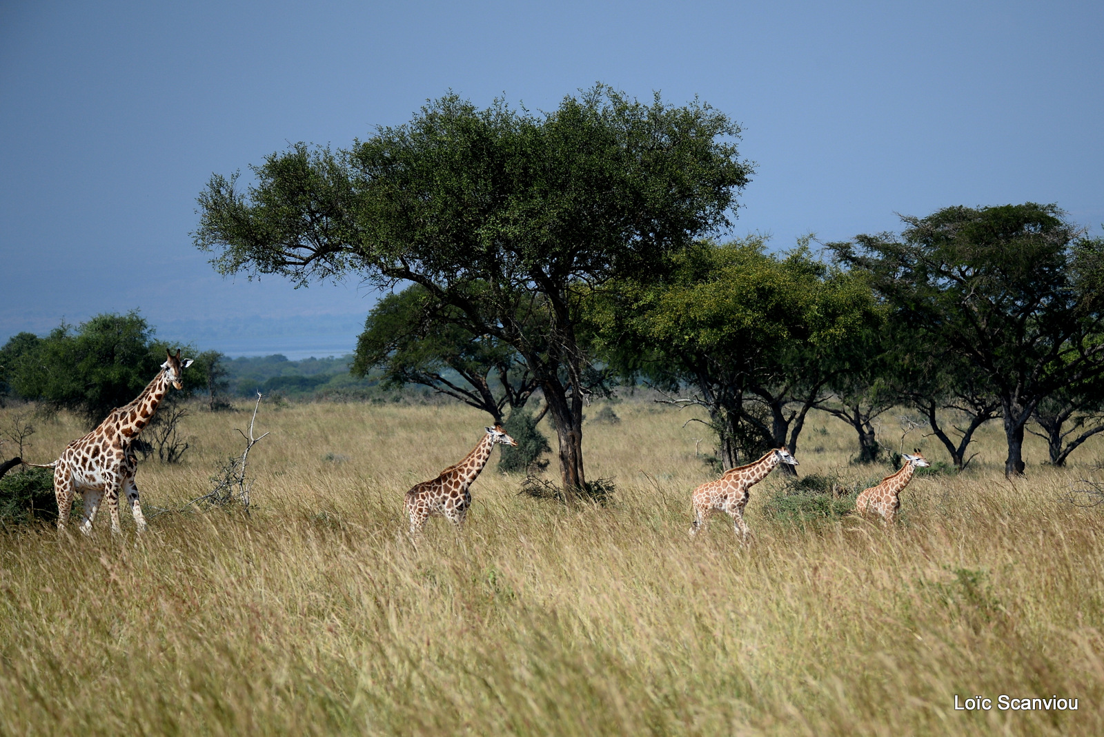 Girafe de Rothschild/Rothschild's Giraffe (2)