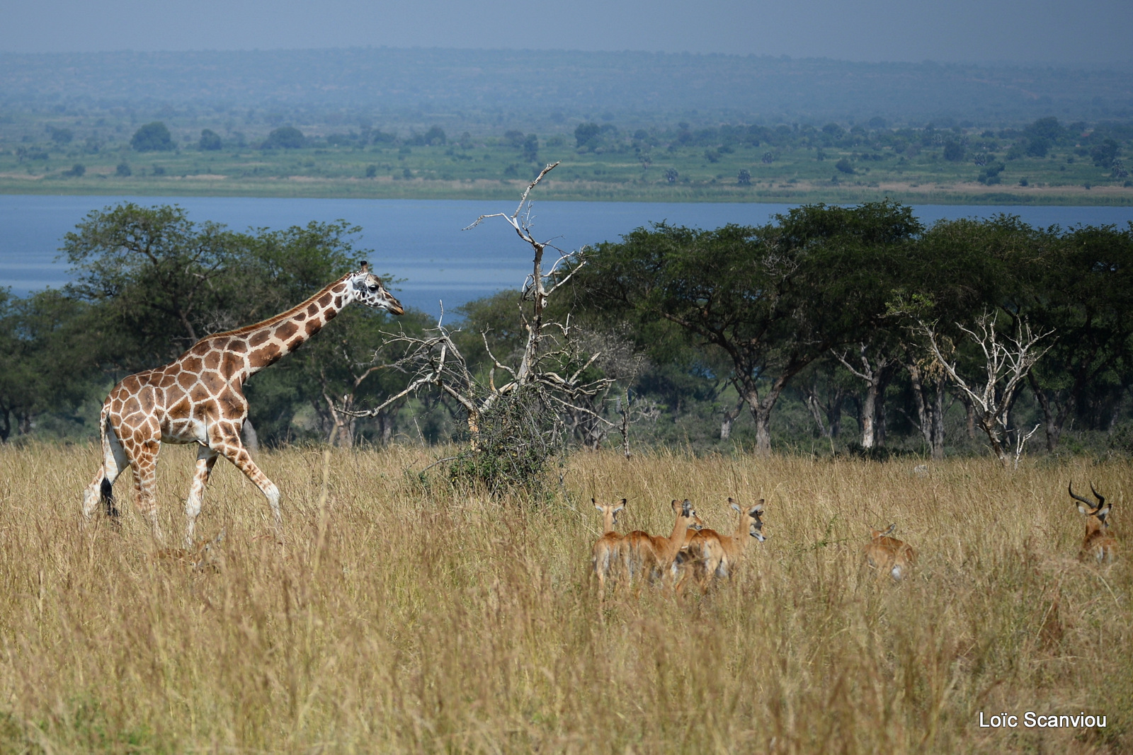 Girafe de Rothschild/Rothschild's Giraffe (3)